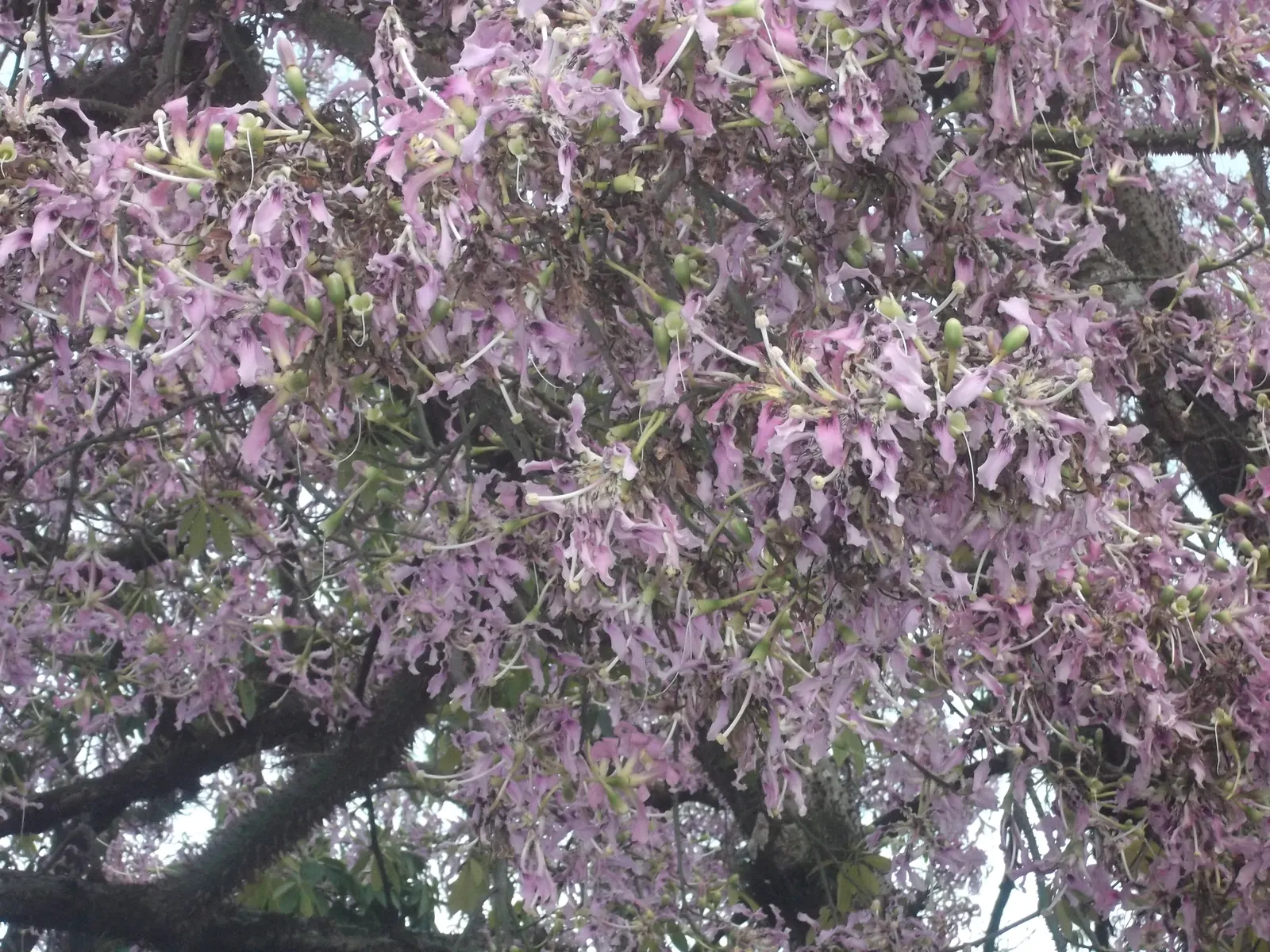 Silk Floss Tree (Ceiba Speciosa) — with a canopy spread of up to 40 feet; the Silk Floss Tree thrives in full sun exposure and requires, image 103