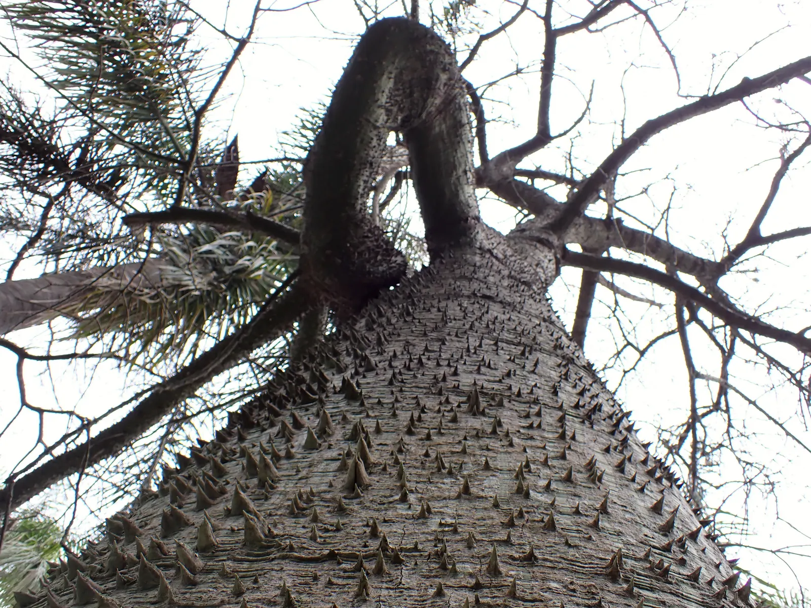 Silk Floss Tree (Ceiba Speciosa) — offering a brilliant display when few other trees are blooming; these fibers can create litter when the pods, image 117