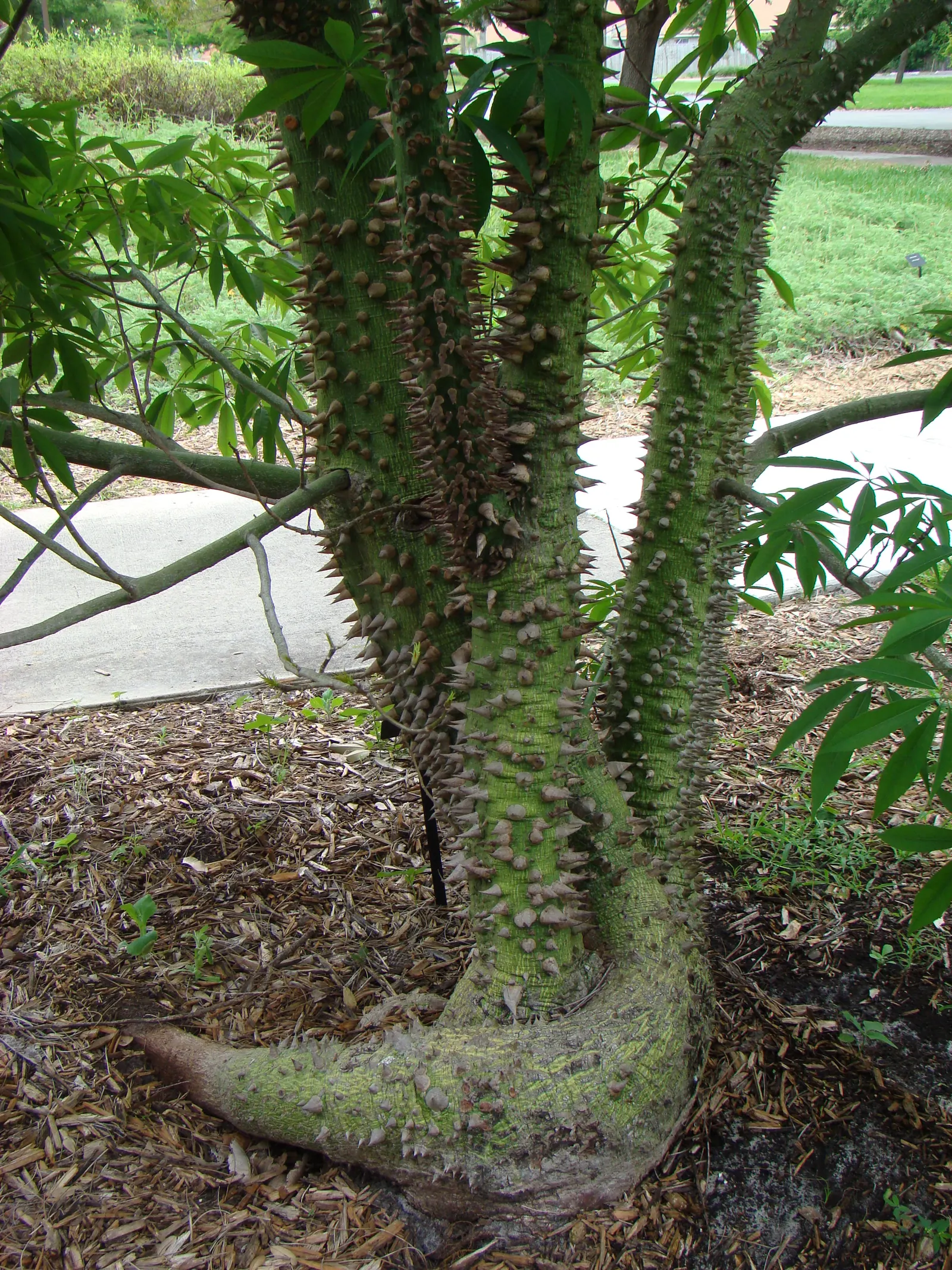 Silk Floss Tree (Ceiba Speciosa) — offering a brilliant display when few other trees are blooming