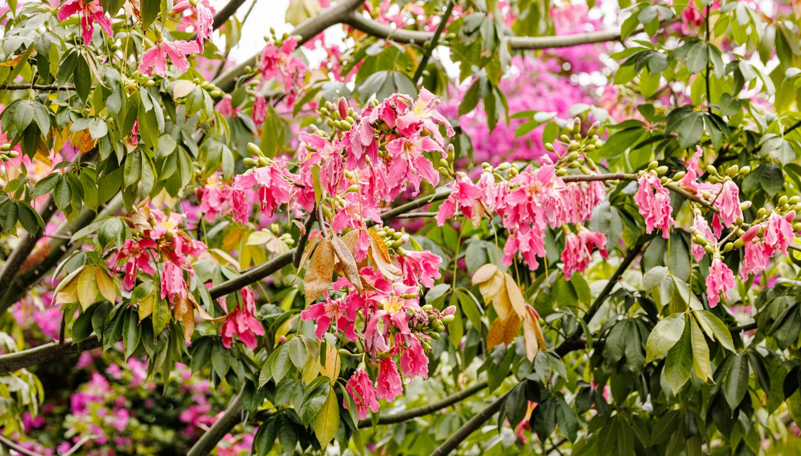 Silk Floss Tree (Ceiba Speciosa) — creating an unforgettable sight.<br><br>Following flowering; each flower measures about 6 inches across, image 121