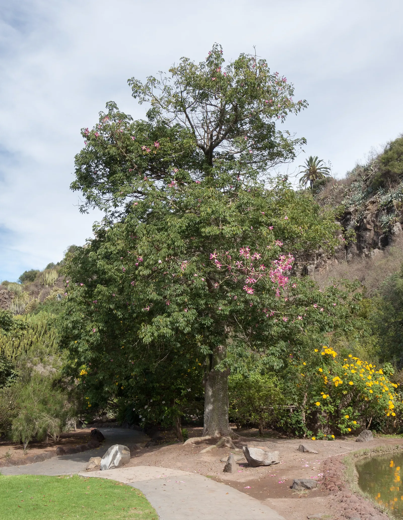 Silk Floss Tree (Ceiba Speciosa) — pink flowers in the garden; armed with woody conical prickles, image 130