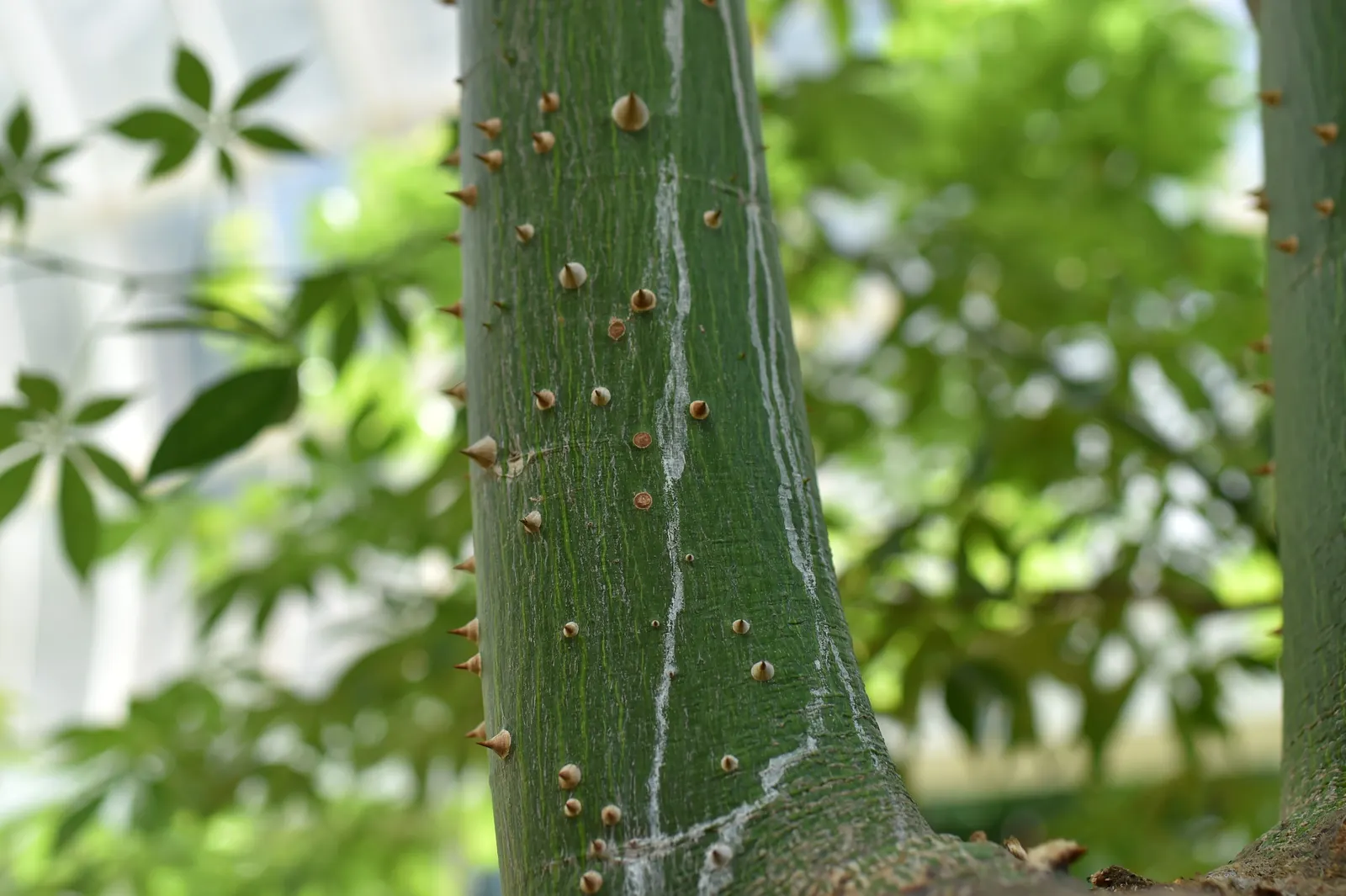 Silk Floss Tree (Ceiba Speciosa) — Notable for its bottle-shaped trunk covered in thick; tree with pink blooms, image 104