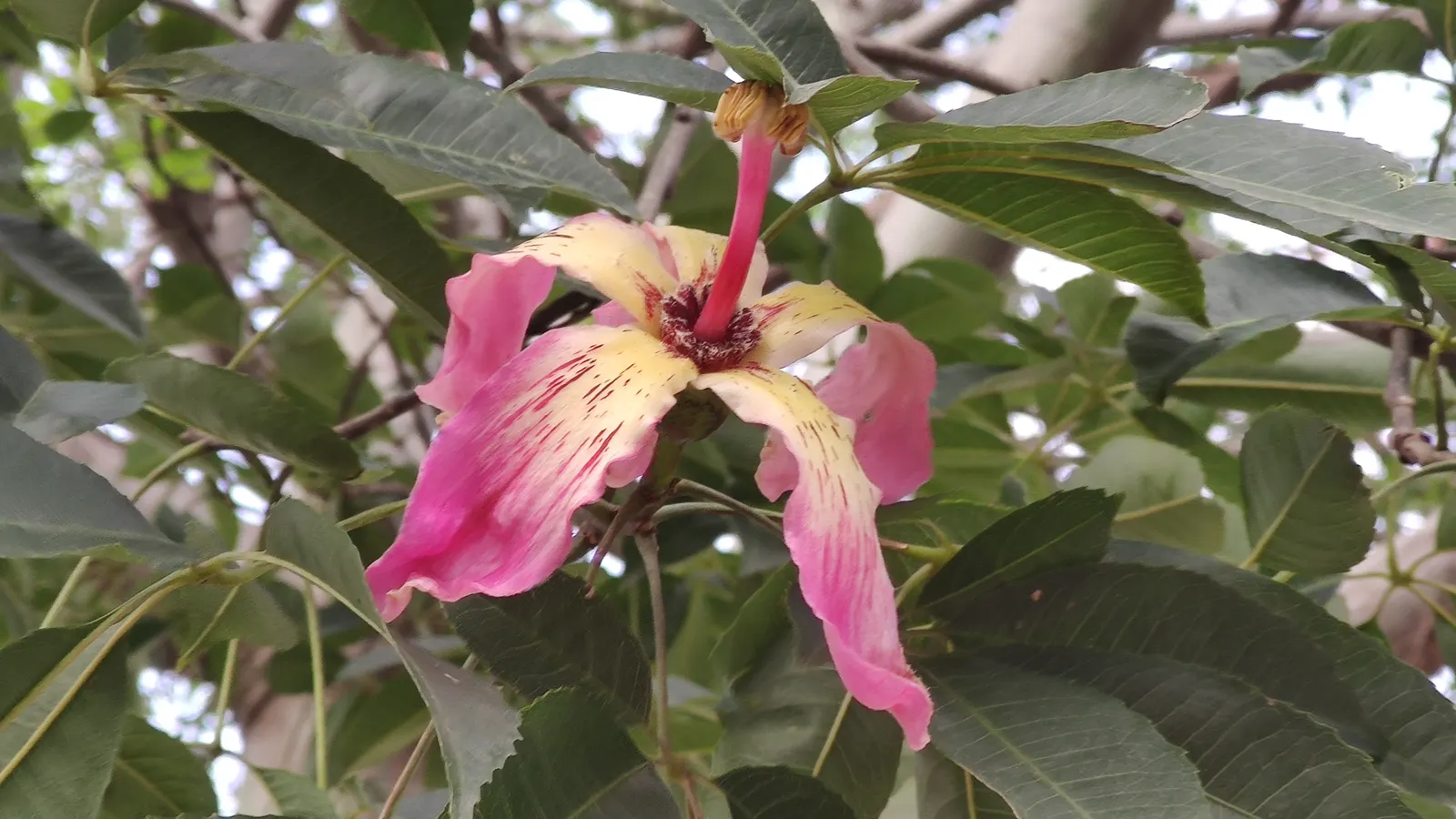 Silk Floss Tree (Ceiba Speciosa) — recognizable by its unique and majestic stature; the tree's trunk is one of its most distinctive features; it is thick and