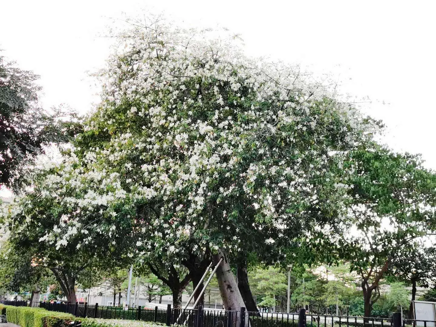 Silk Floss Tree (Ceiba Speciosa) — is a stunning deciduous or semi-evergreen tree; and is drought-tolerant once established, image 176