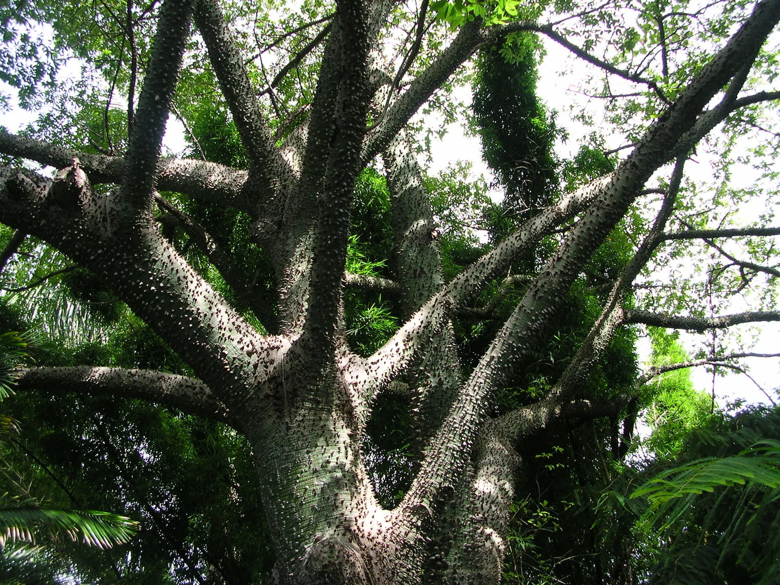 Silk Floss Tree (Ceiba Speciosa) — armed with woody conical prickles