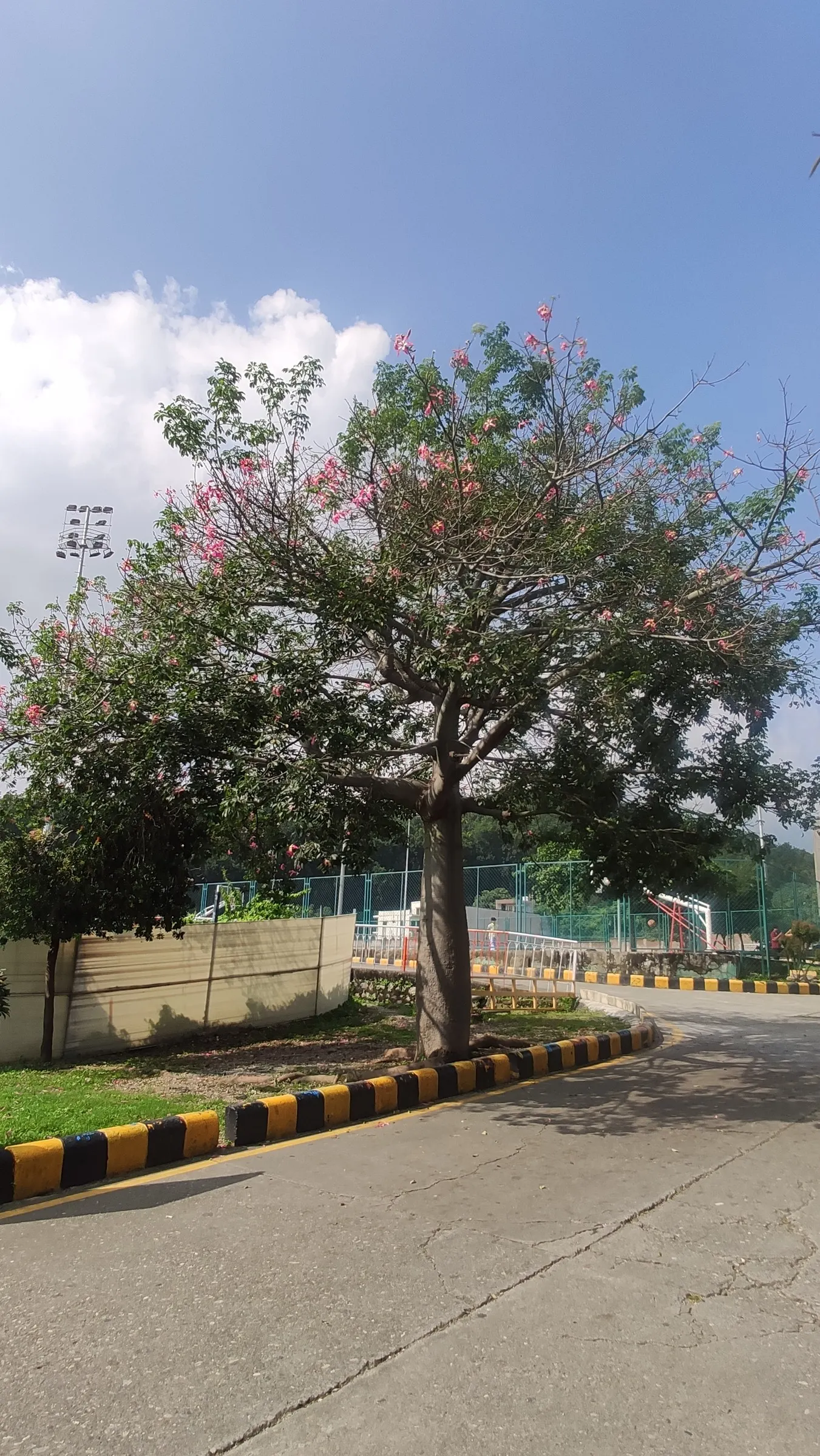 Silk Floss Tree (Ceiba Speciosa) — With potential heights reaching between 40 to 60 feet and spreading approximately 40 to 60 feet wide; creating an