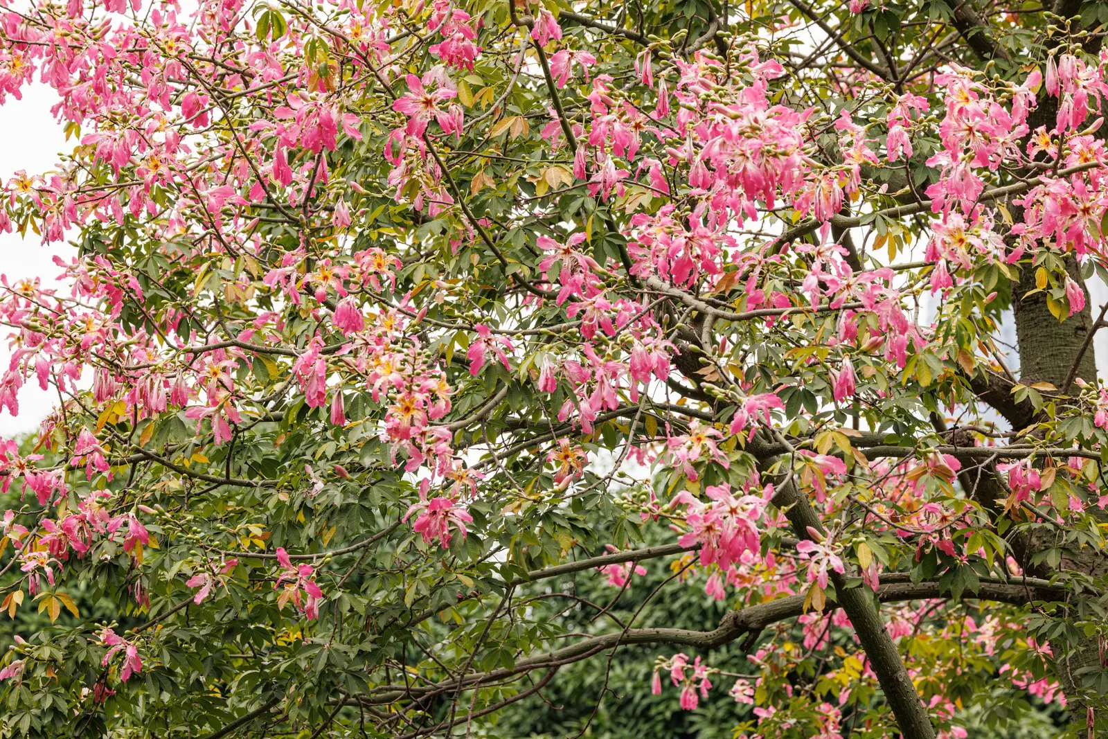 Silk Floss Tree (Ceiba Speciosa) — scientifically known as Ceiba speciosa; the Silk Floss Tree (Ceiba speciosa), image 109