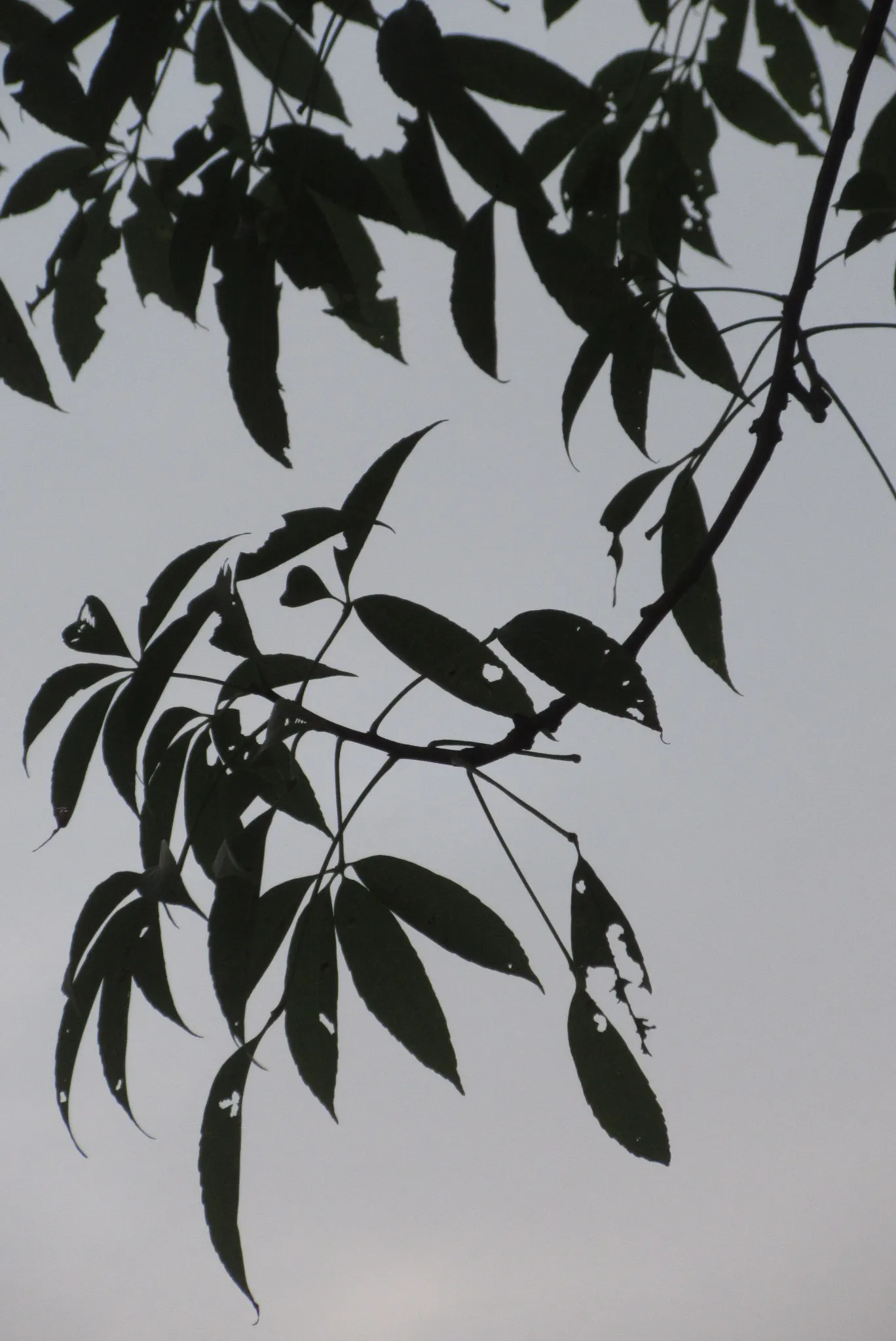 Silk Floss Tree (Ceiba Speciosa) — the tree produces oval pods filled with silky white fibers