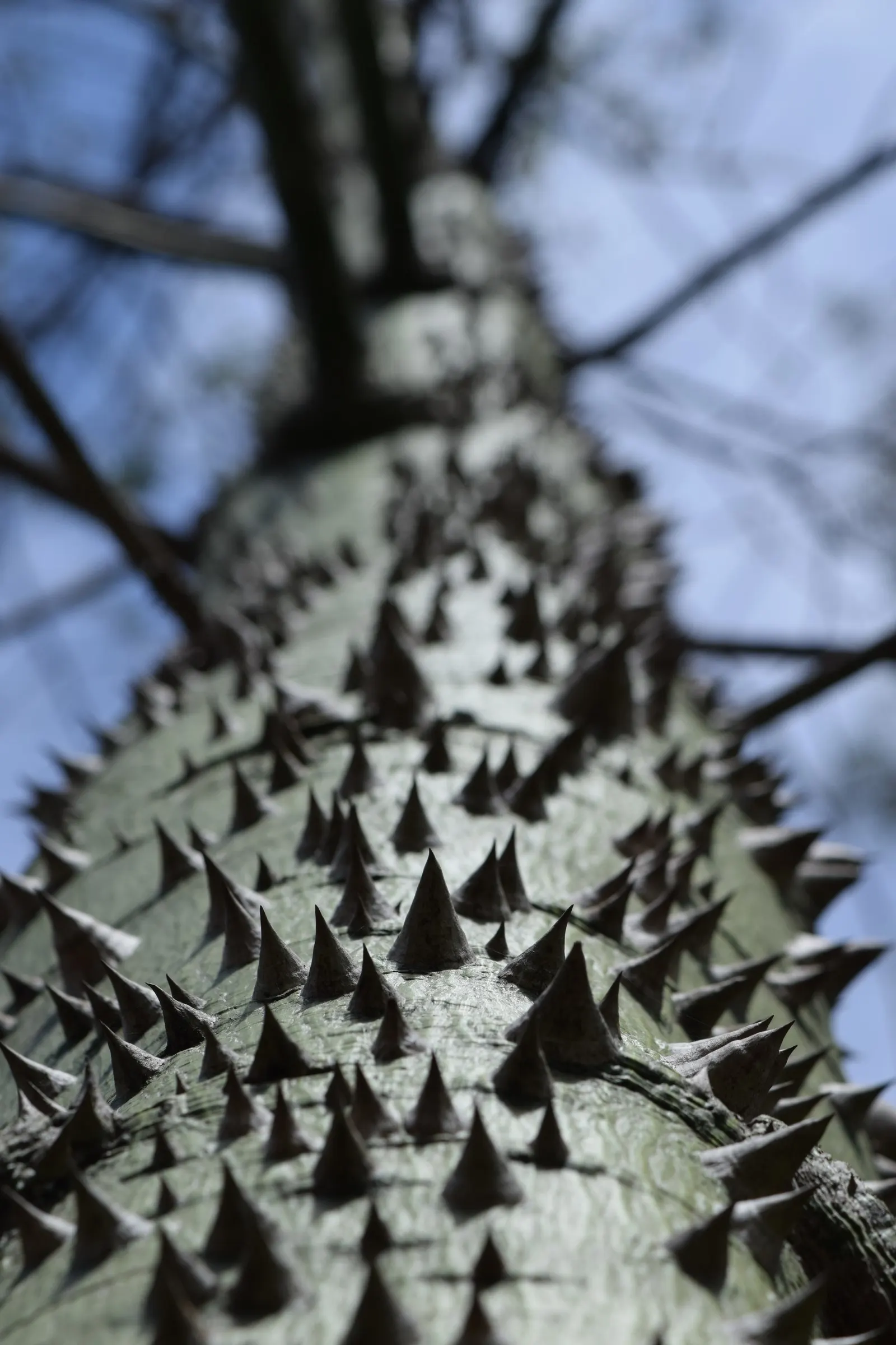 Silk Floss Tree (Ceiba Speciosa) — where it won't interfere with nearby structures; a striking deciduous specimen, image 128