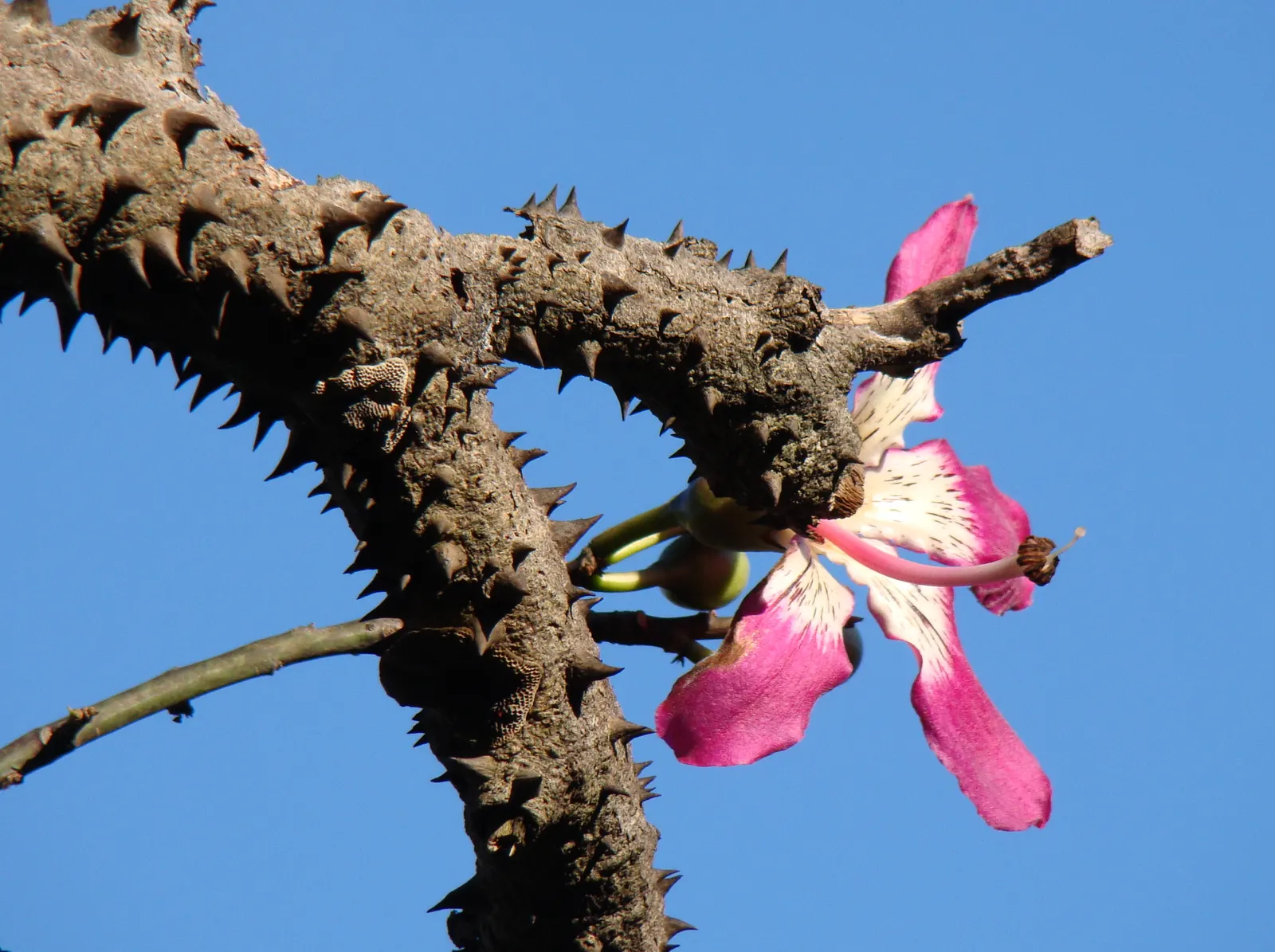 Silk Floss Tree (Ceiba Speciosa) — Each flower measures about 6 inches across, contributing to the tree's visual impact and allure; pink flowers in, image 151
