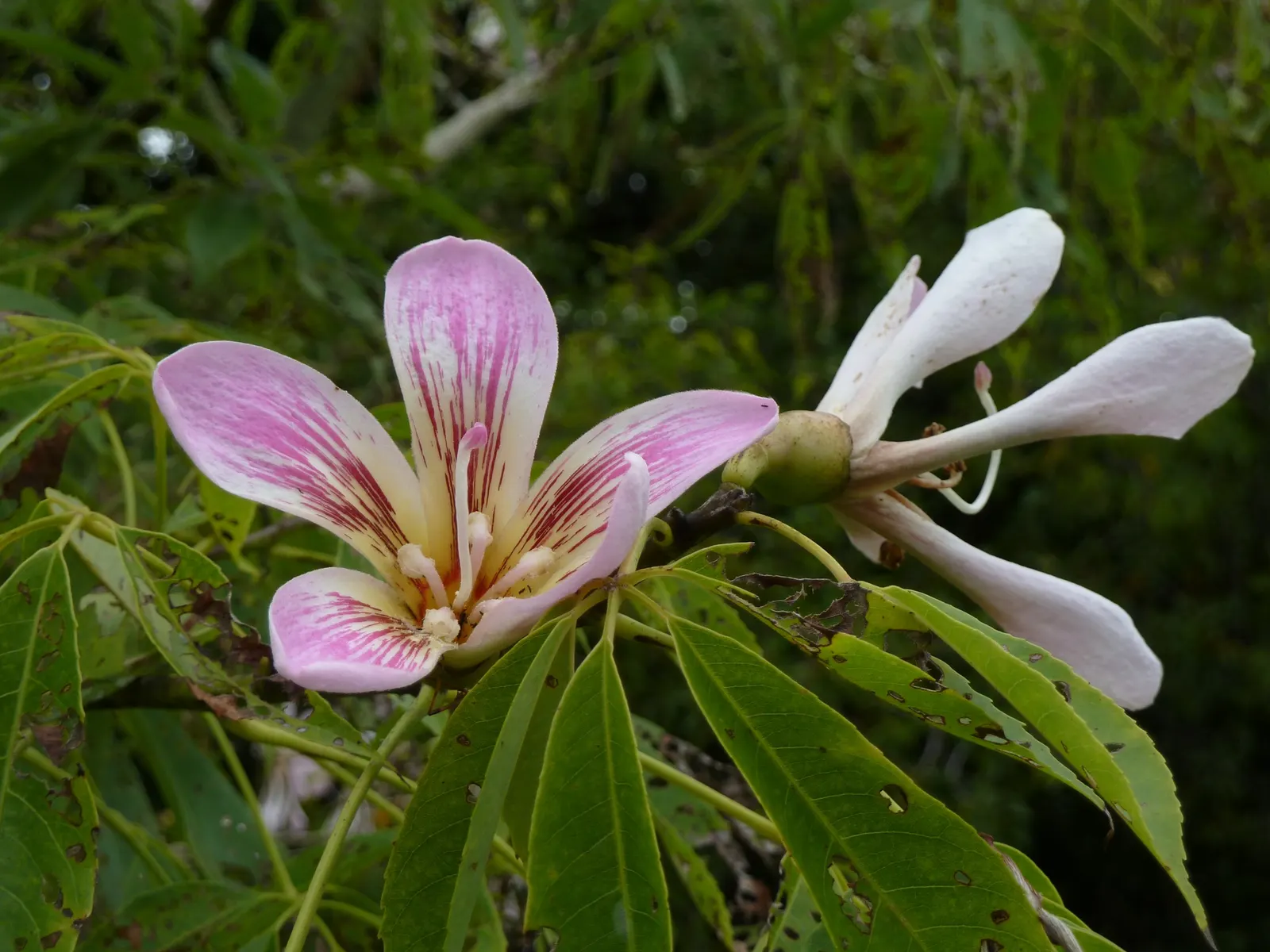 Silk Floss Tree (Ceiba Speciosa) — where it won't interfere with nearby structures; a striking deciduous specimen