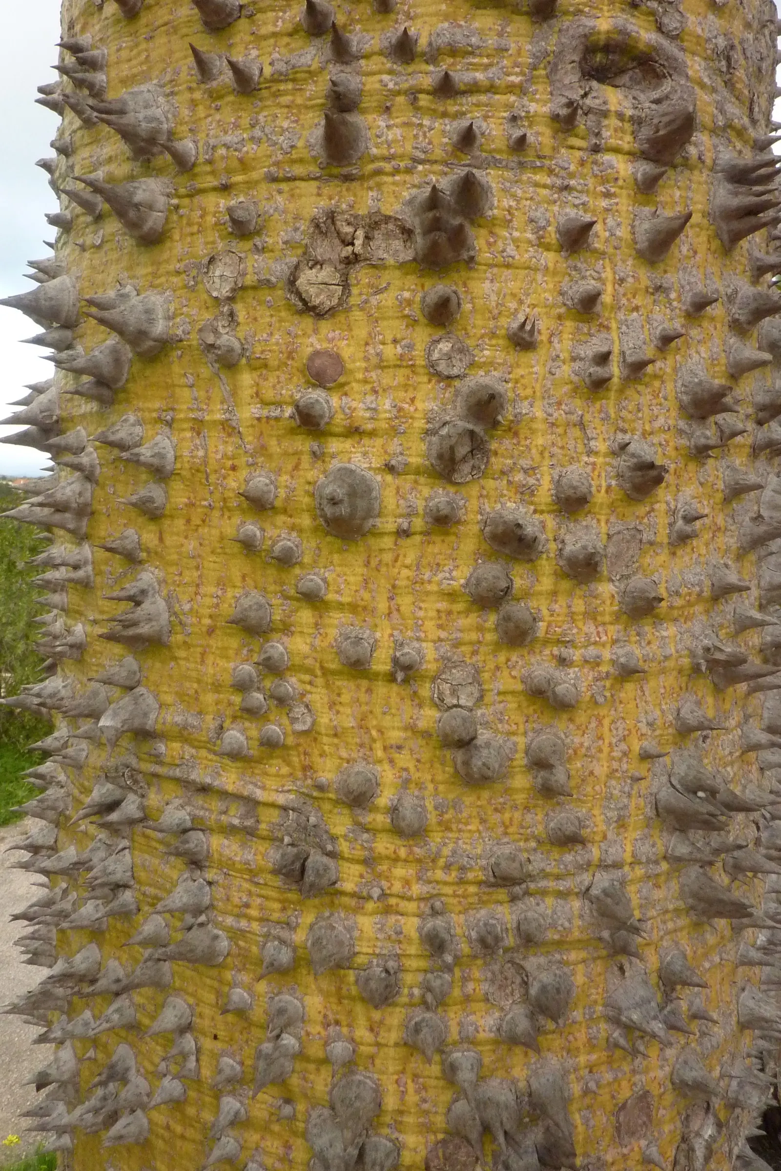 Silk Floss Tree (Ceiba Speciosa) — It is tolerant of different soil types but prefers those that are moderately fertile; it commands attention in, image 92