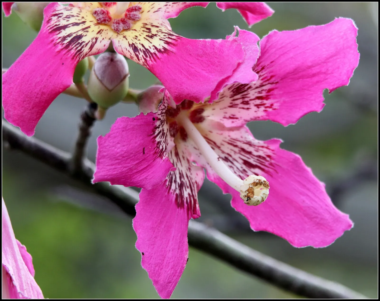 Silk Floss Tree (Ceiba Speciosa) — armed with woody conical prickles; scientifically known as Ceiba speciosa, image 148