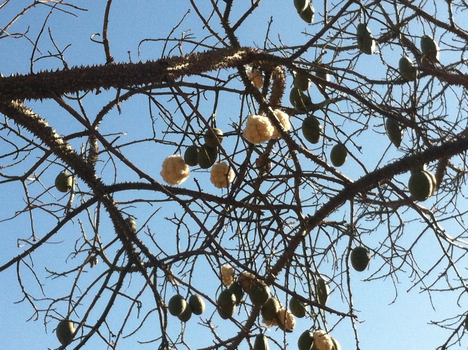 Silk Floss Tree (Ceiba Speciosa) — but it may require ample space for both aboveground and subterranean expansion; providing dramatic visual interest in warm