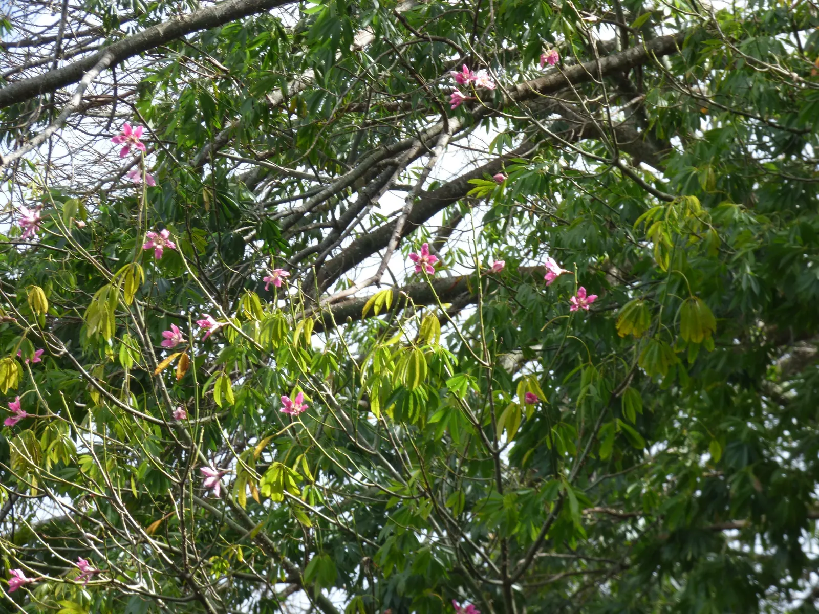 Silk Floss Tree (Ceiba Speciosa) — and is drought-tolerant once established; before the foliage emerges, image 74