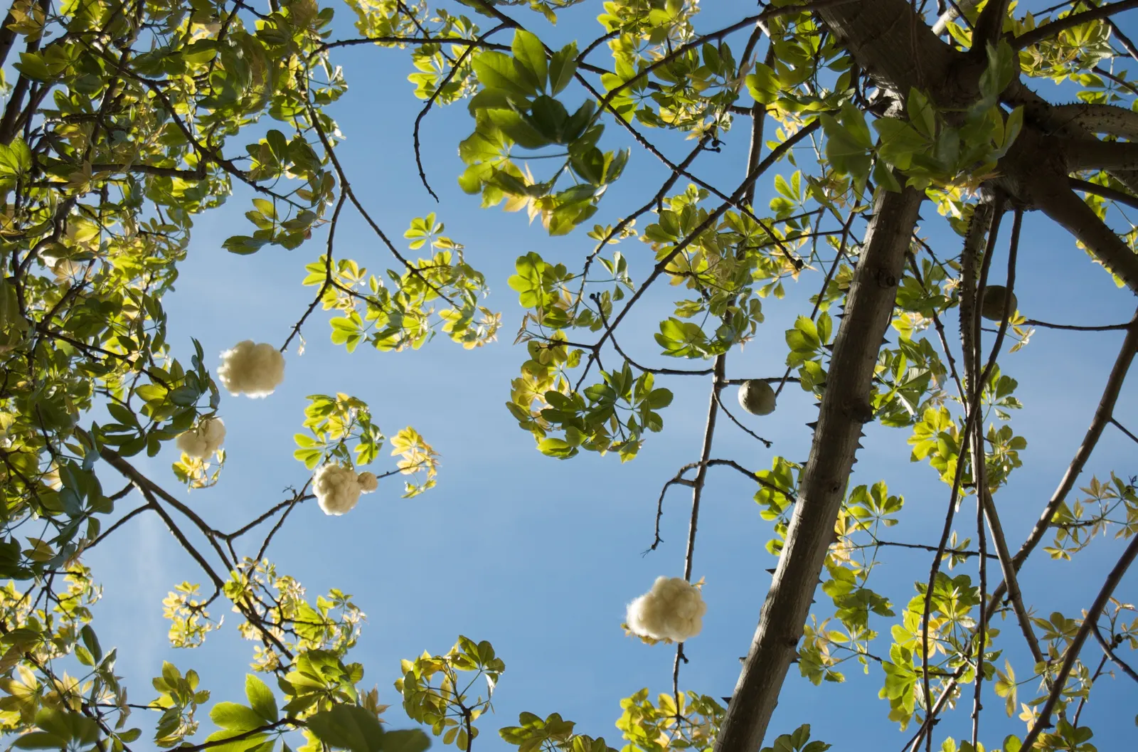 Silk Floss Tree (Ceiba Speciosa) — before the foliage emerges; notable for its bottle-shaped trunk covered in thick