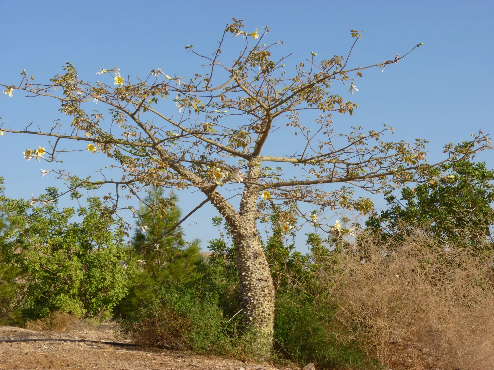 Silk Floss Tree (Ceiba Speciosa) — tree with pink blooms; the tree produces oval pods filled with silky white fibers