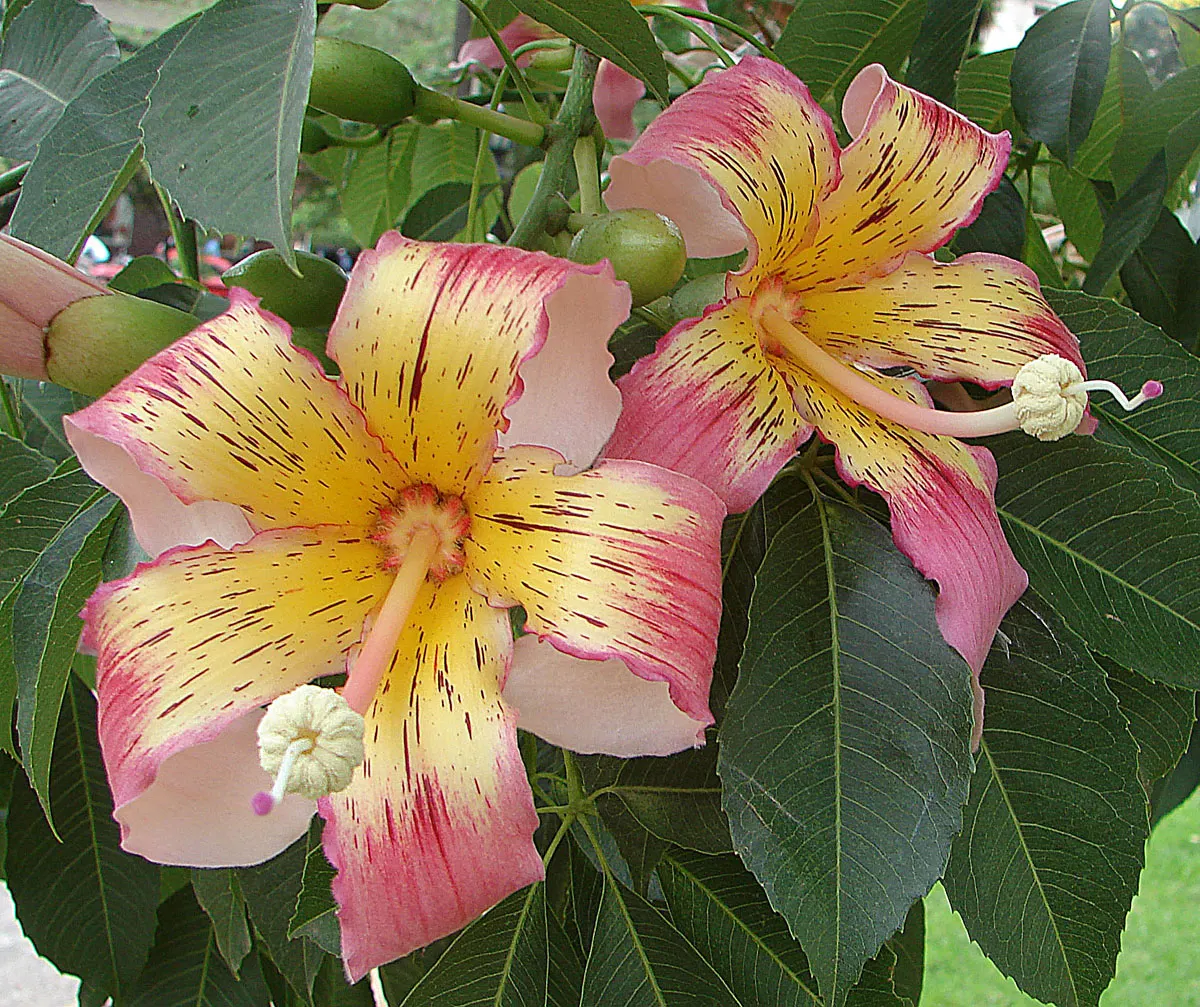 Silk Floss Tree (Ceiba Speciosa) — the Silk Floss Tree thrives in full sun exposure and requires well-draining soils; it demands full sun and, image 157
