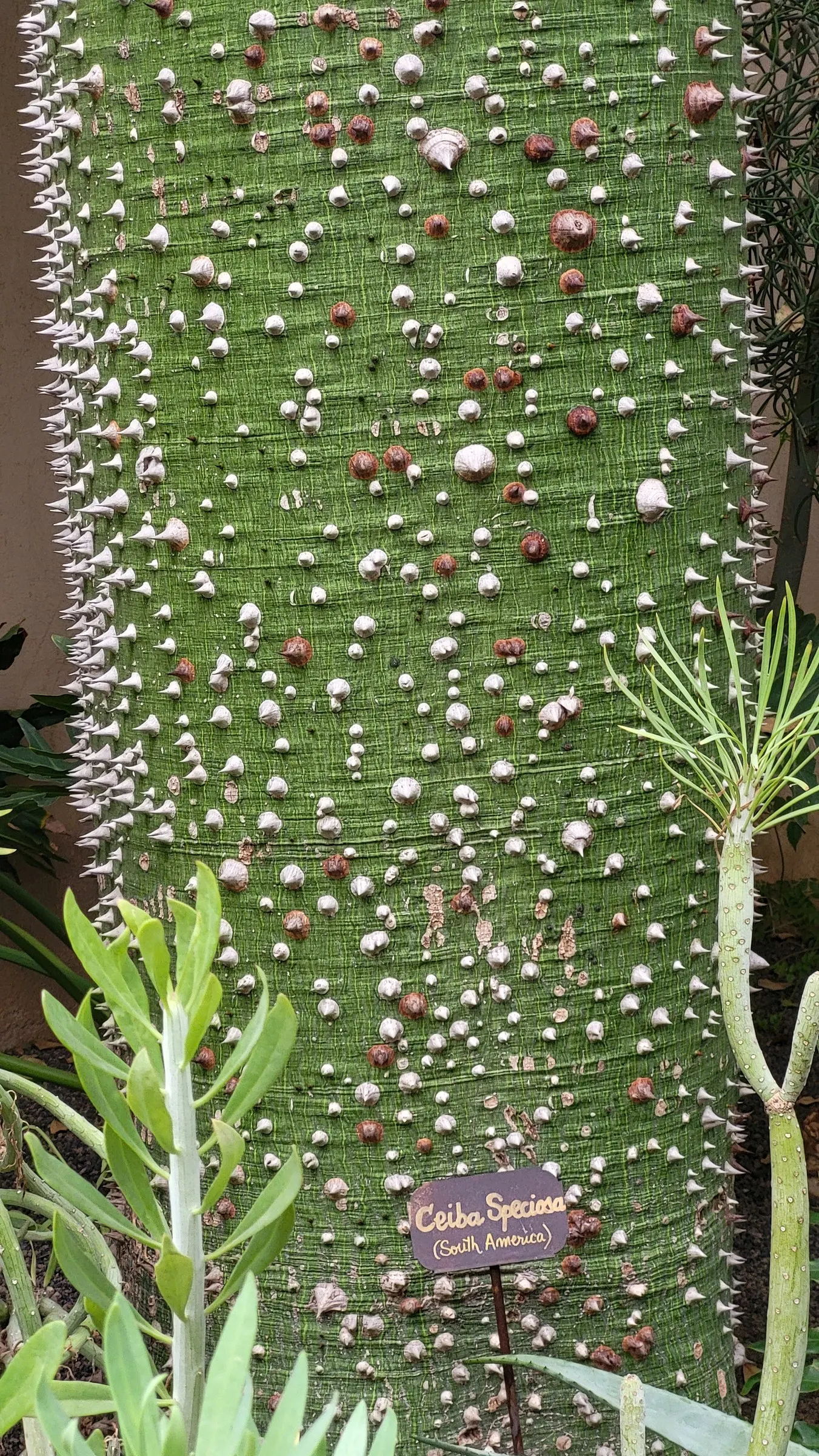 Silk Floss Tree (Ceiba Speciosa) — It is tolerant of different soil types but prefers those that are moderately fertile; it commands attention in, image 158