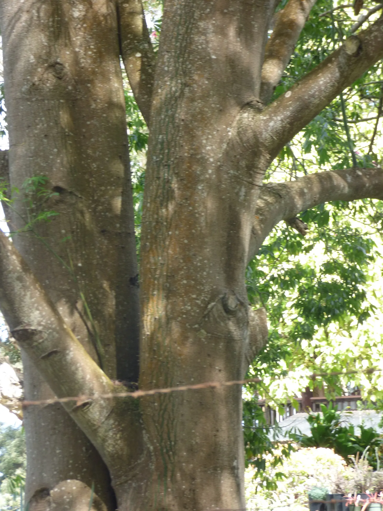 Silk Floss Tree (Ceiba Speciosa) — Notable for its bottle-shaped trunk covered in thick; tree with pink blooms, image 71