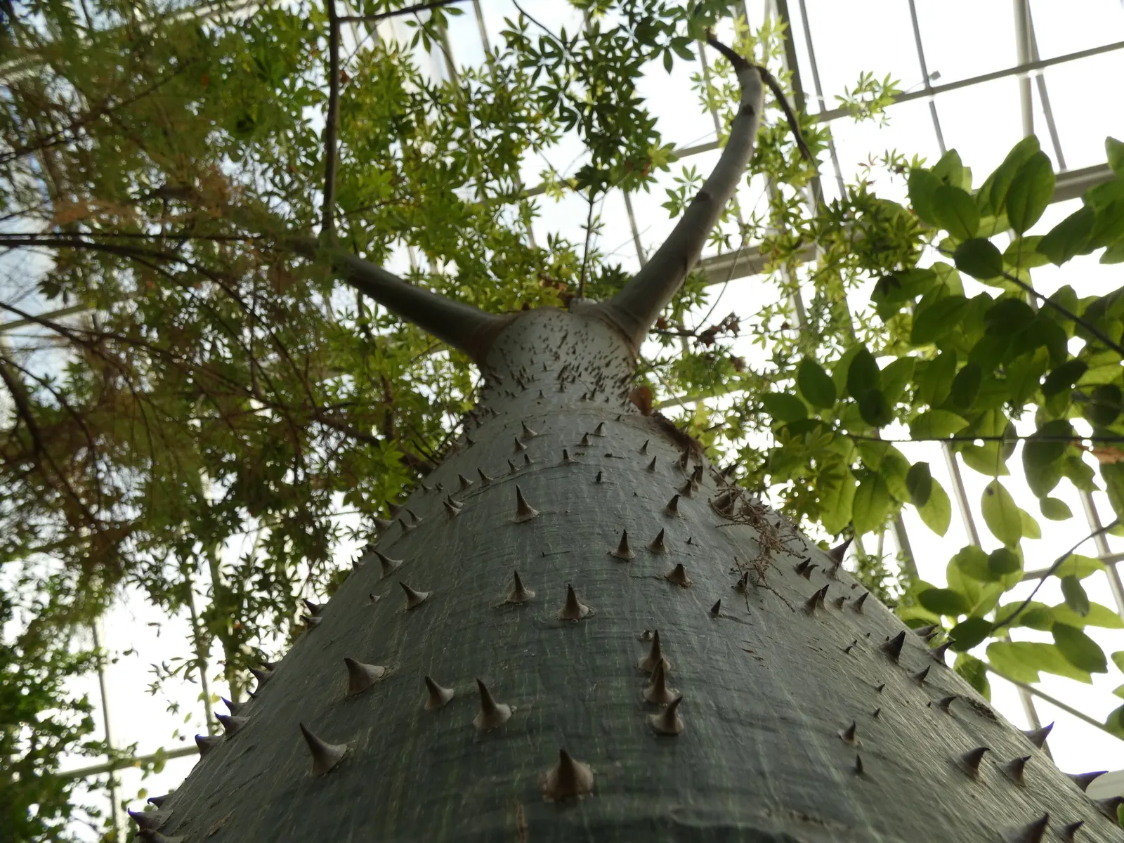 Silk Floss Tree (Ceiba Speciosa) — With potential heights reaching between 40 to 60 feet and spreading approximately 40 to 60 feet wide; creating an, image 79