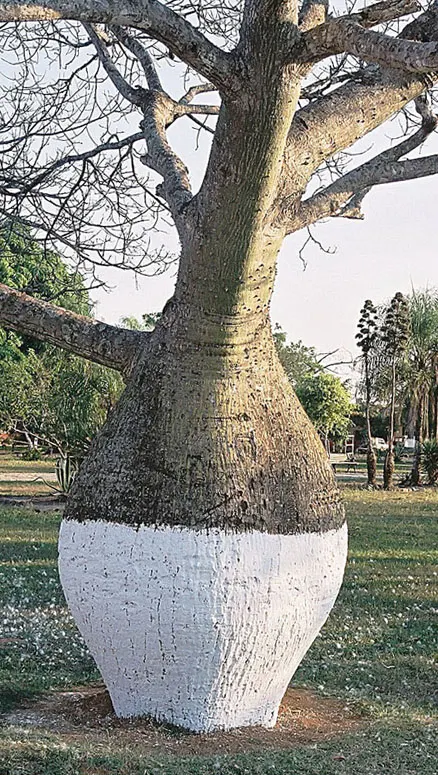 Silk Floss Tree (Ceiba Speciosa) — these fibers can create litter when the pods open.<br><br>For best growth; tree for full, image 156