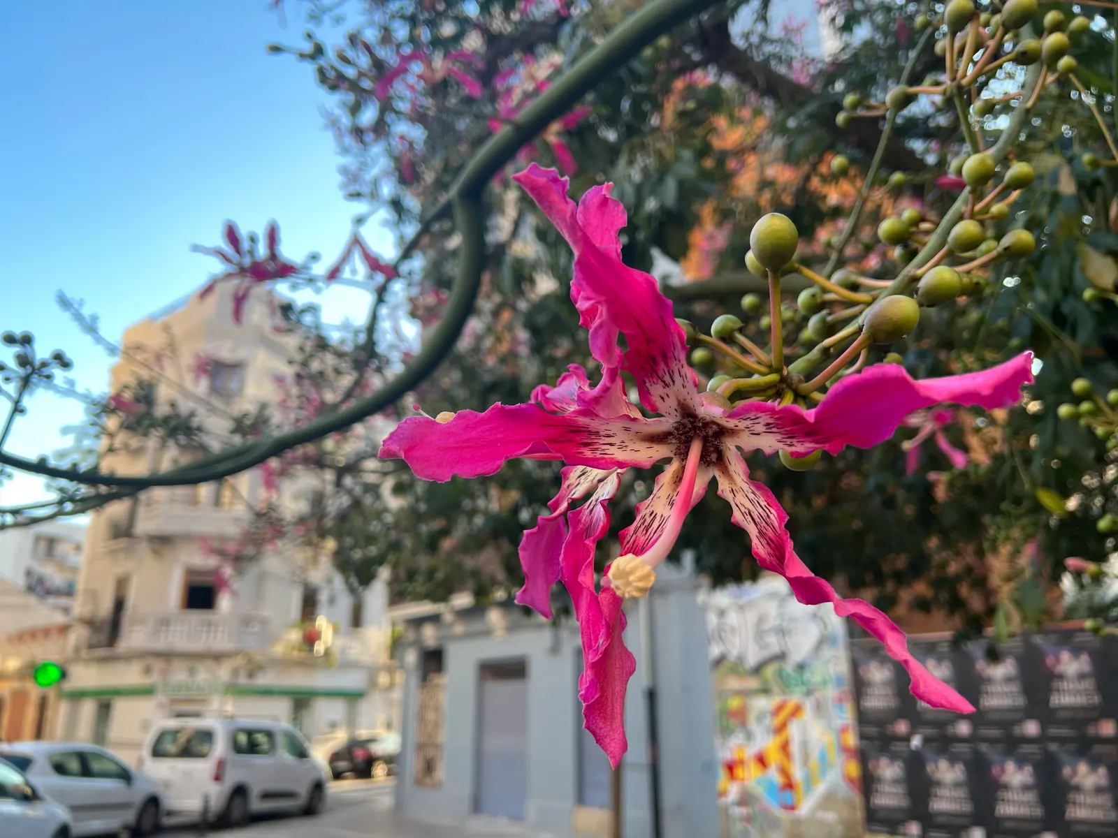 Silk Floss Tree (Ceiba Speciosa) — Its extensive roots make it ideal for parks and gardens, image 61