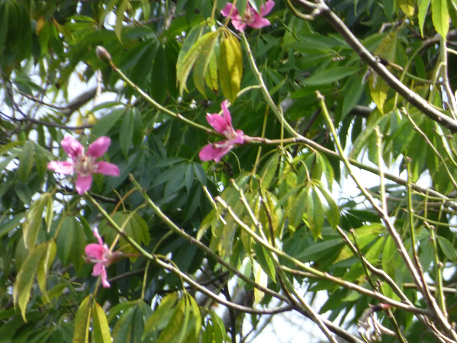 Silk Floss Tree (Ceiba Speciosa) — orchid-like pink flowers in fall before leaf drop, image 72