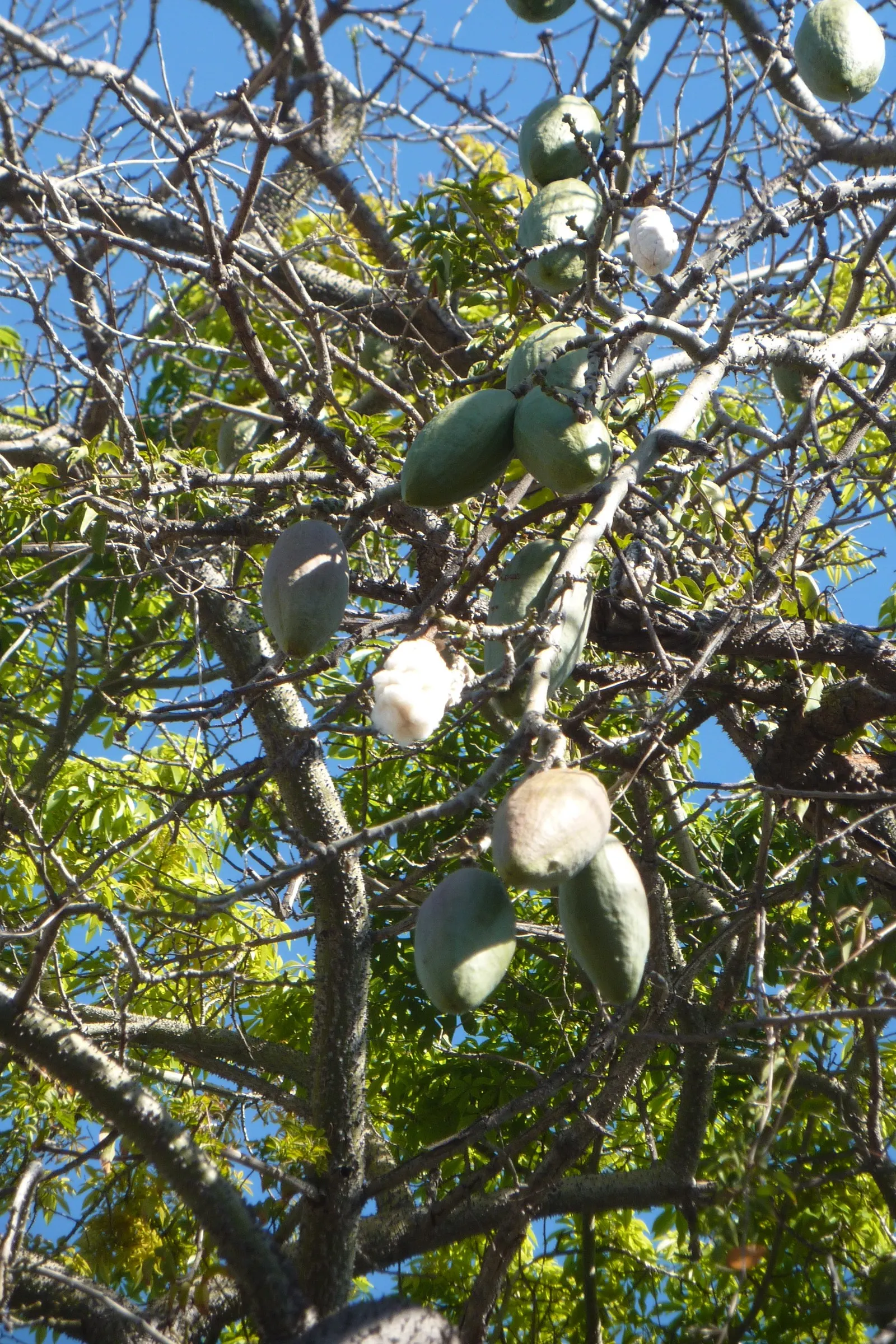 Silk Floss Tree (Ceiba Speciosa) — it commands attention in any landscape design; where it won't interfere with nearby structures, image 80