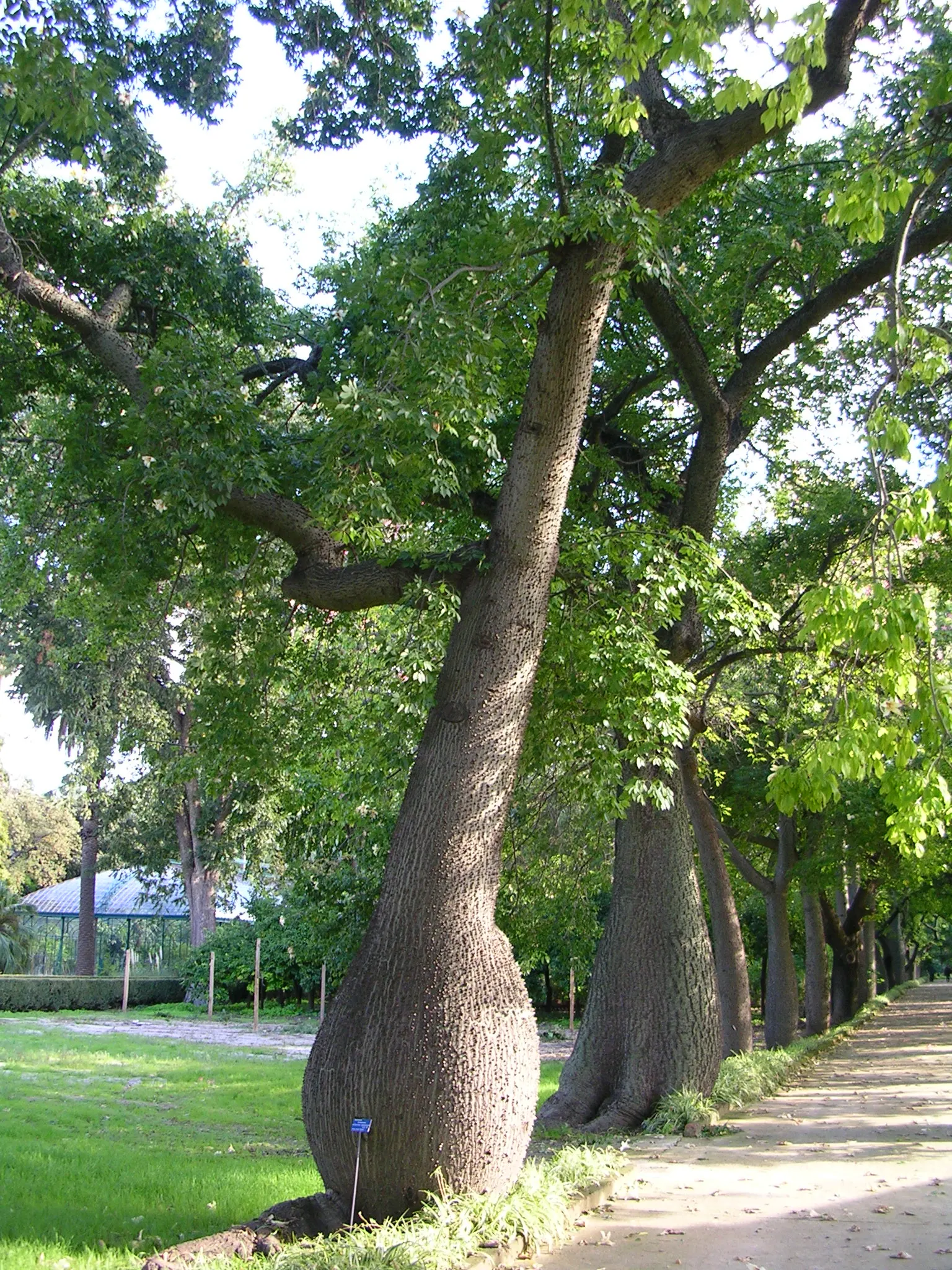 Silk Floss Tree (Ceiba Speciosa) — with a canopy spread of up to 40 feet; the Silk Floss Tree thrives in full sun exposure and requires, image 70