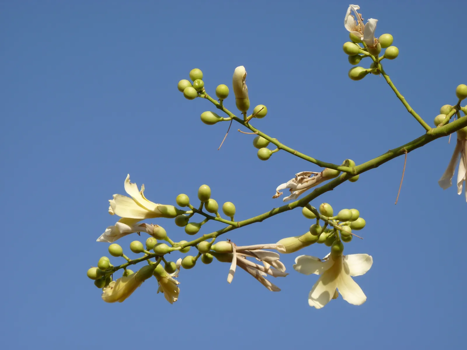 Silk Floss Tree (Ceiba Speciosa) — the Silk Floss Tree thrives in full sun exposure and requires well-draining soils; it demands full sun and well-drained soil