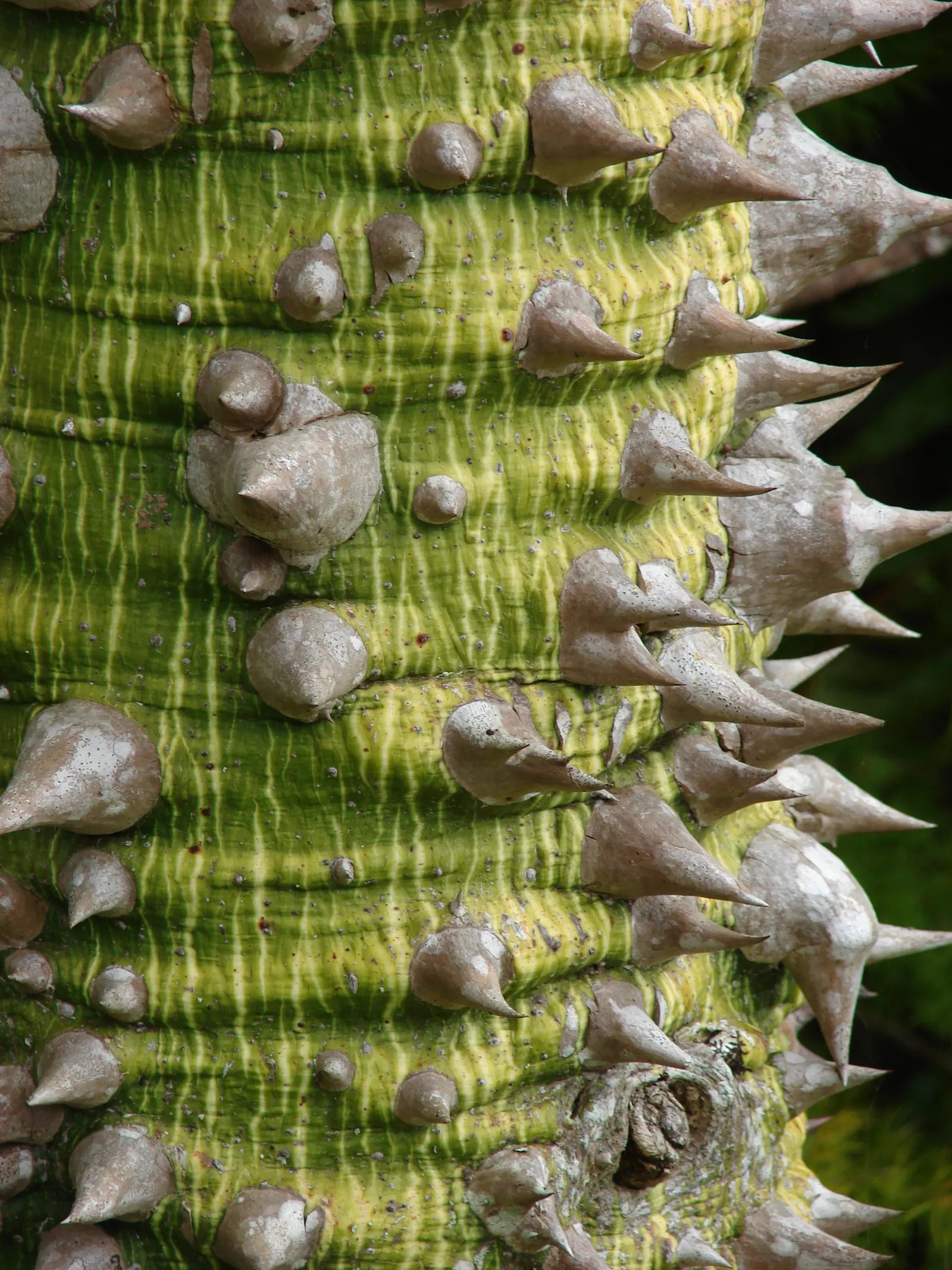 Silk Floss Tree (Ceiba Speciosa) — The Silk Floss Tree (Ceiba speciosa); with a canopy spread of up to 40 feet, image 133