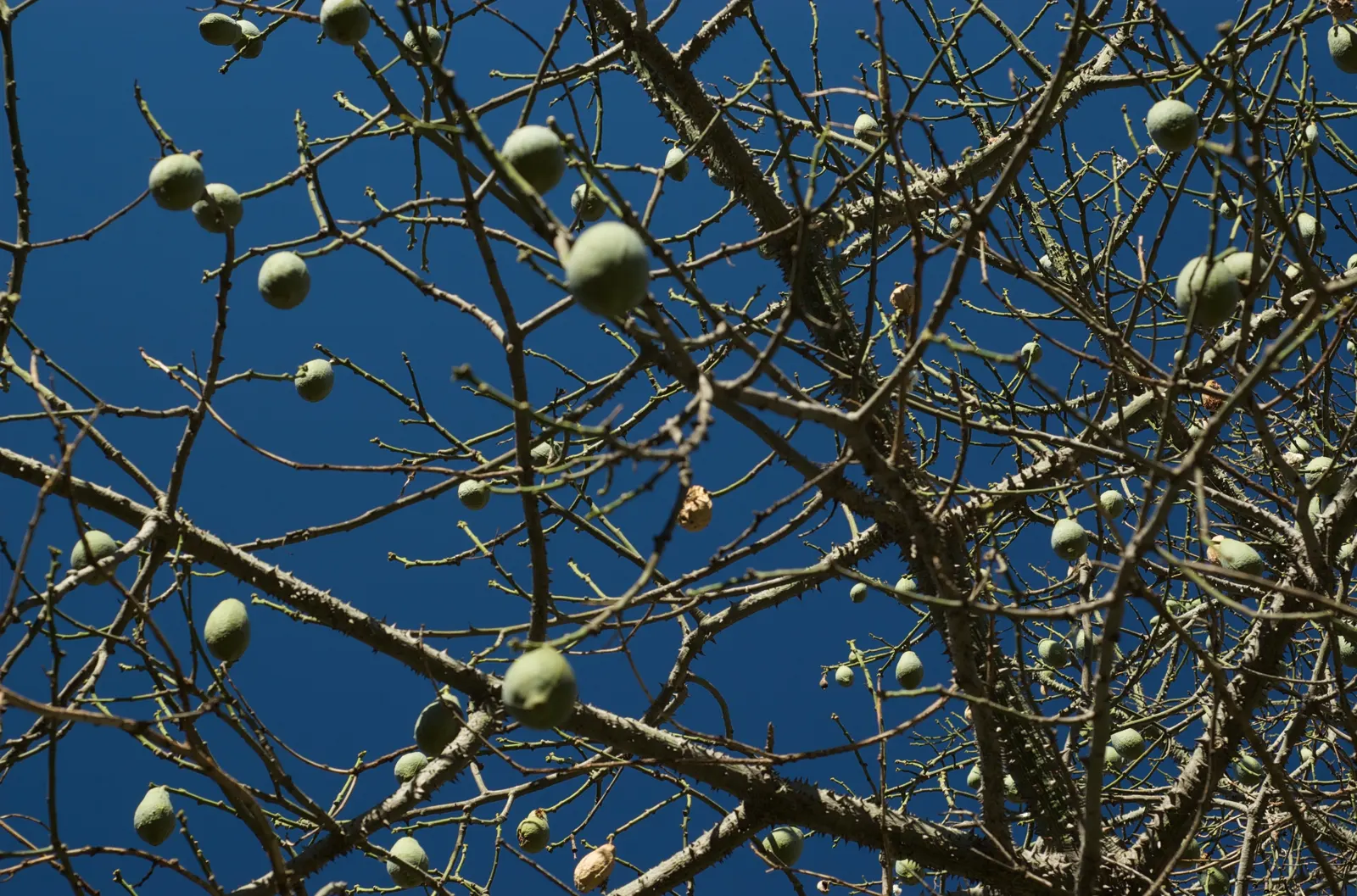 Silk Floss Tree (Ceiba Speciosa) — tree for full; but it may require ample space for both aboveground and subterranean expansion