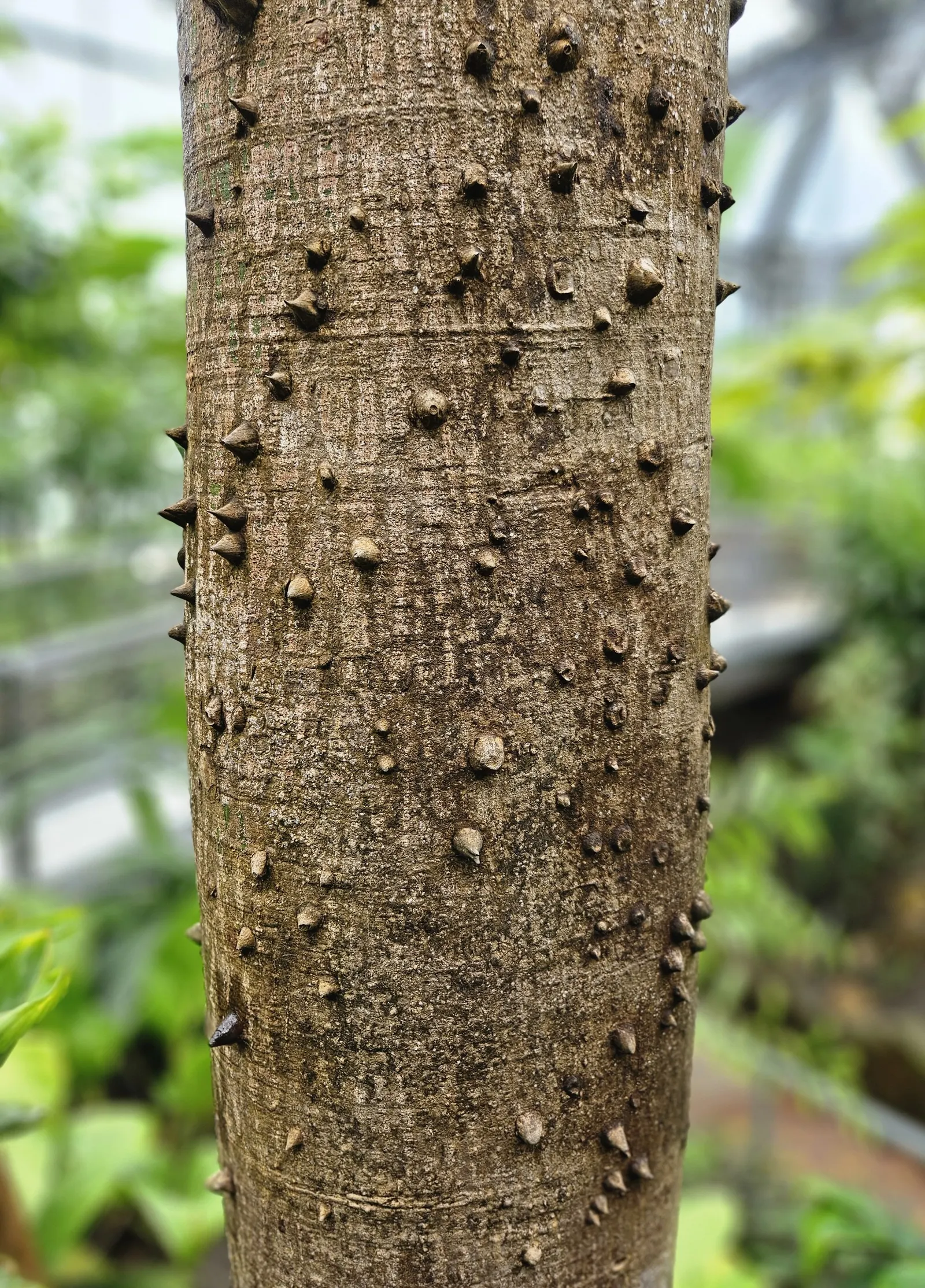 Silk Floss Tree (Ceiba Speciosa) — a striking deciduous specimen; is a stunning deciduous or semi-evergreen tree, image 68
