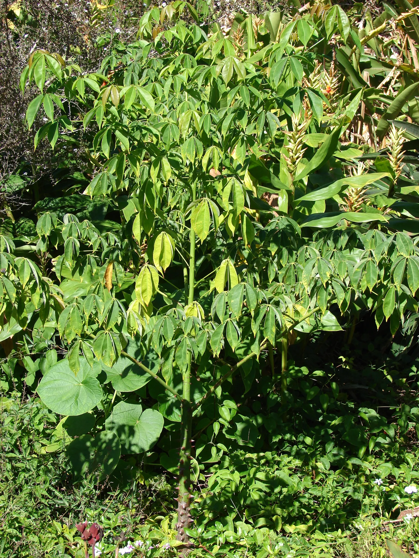 Silk Floss Tree (Ceiba Speciosa) — is a stunning deciduous or semi-evergreen tree; and is drought-tolerant once established, image 143