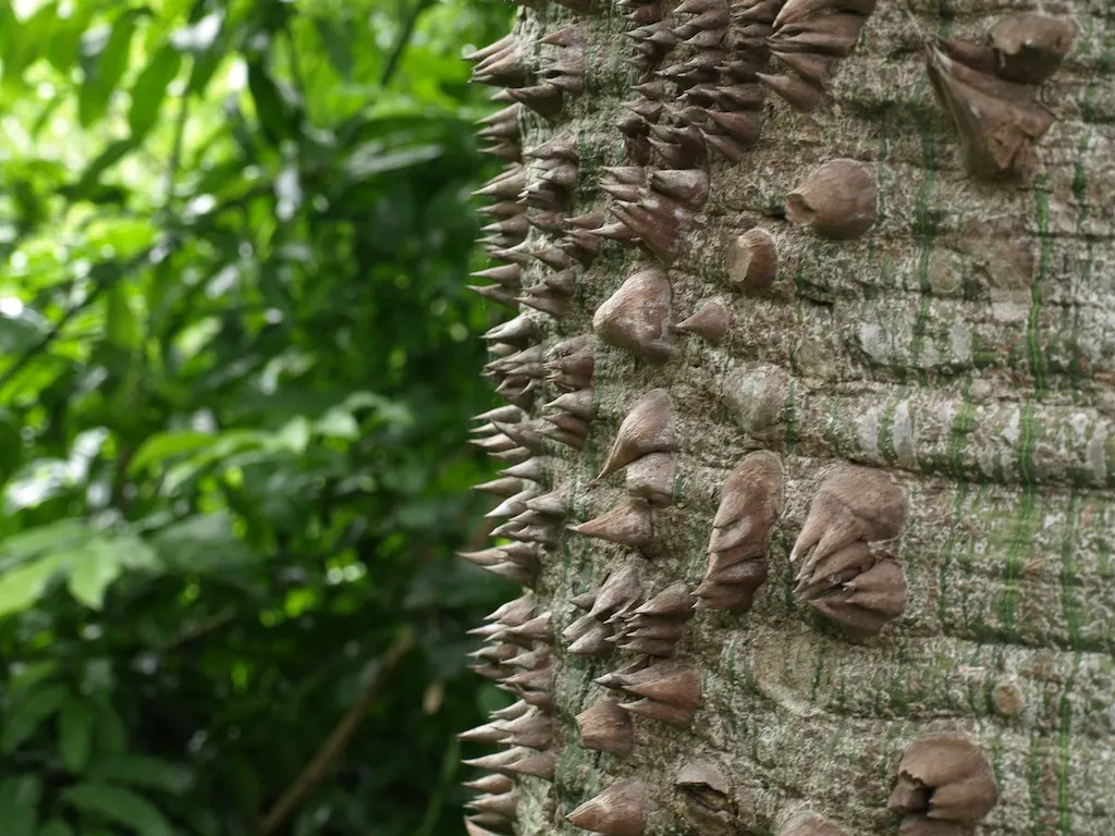 Silk Floss Tree (Ceiba Speciosa) — the Silk Floss Tree thrives in full sun exposure and requires well-draining soils; it demands full sun and, image 91