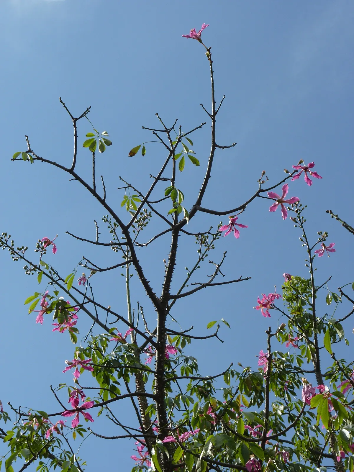 Silk Floss Tree (Ceiba Speciosa) — The Silk Floss Tree (Ceiba speciosa); with a canopy spread of up to 40 feet, image 67