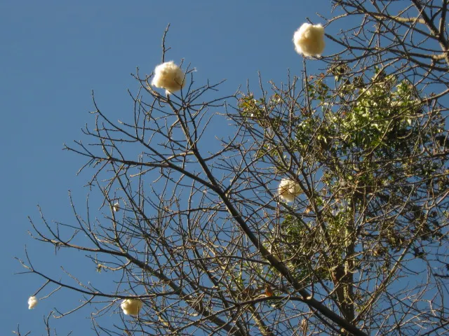 Silk Floss Tree (Ceiba Speciosa) — creating an unforgettable sight.<br><br>Following flowering; each flower measures about 6 inches across, image 154