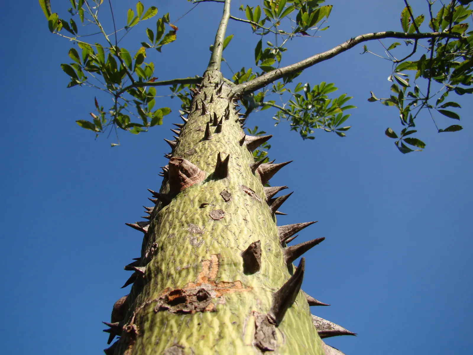 Silk Floss Tree (Ceiba Speciosa) — creating an unforgettable sight.<br><br>Following flowering; each flower measures about 6 inches across, image 88