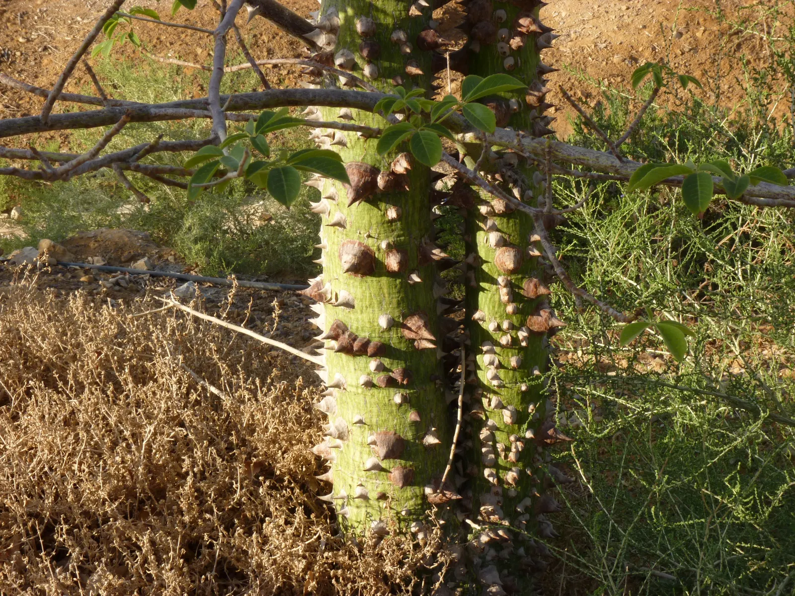 Silk Floss Tree (Ceiba Speciosa) — these fibers can create litter when the pods open.<br><br>For best growth; tree for full