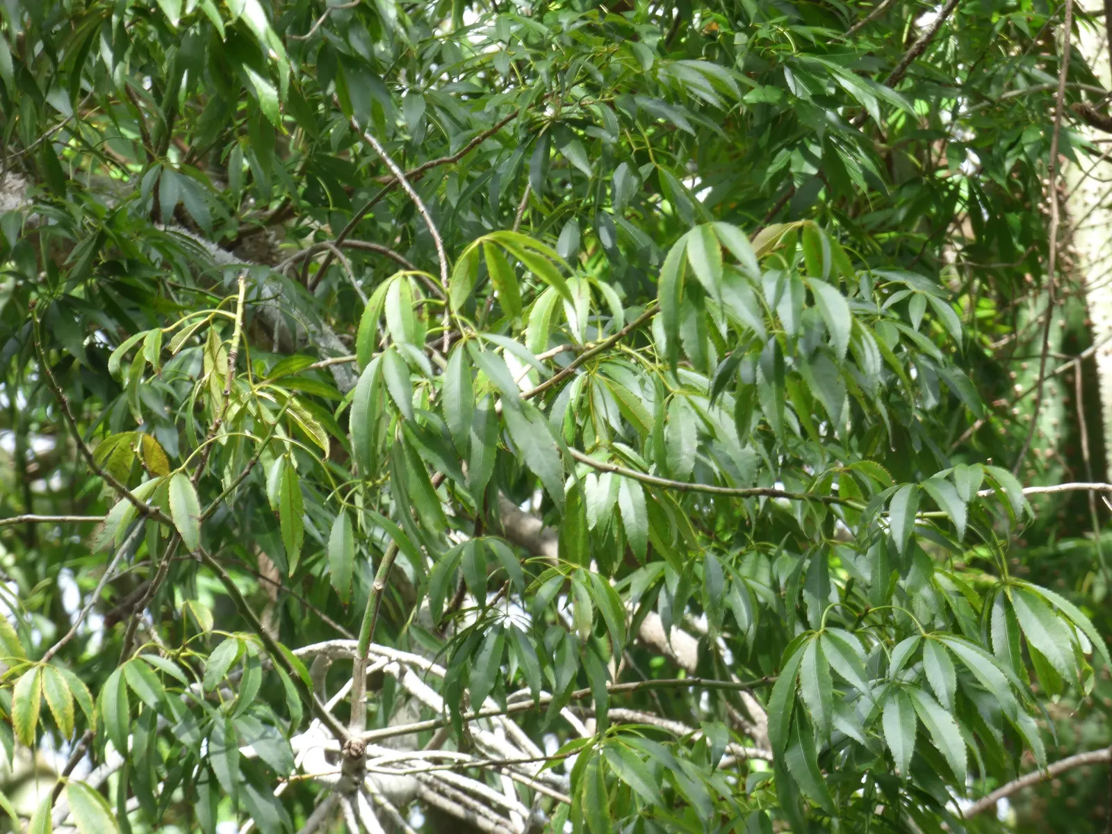 Silk Floss Tree (Ceiba Speciosa) — reaches heights of 30-60 feet; offering a brilliant display when few other trees are blooming, image 69