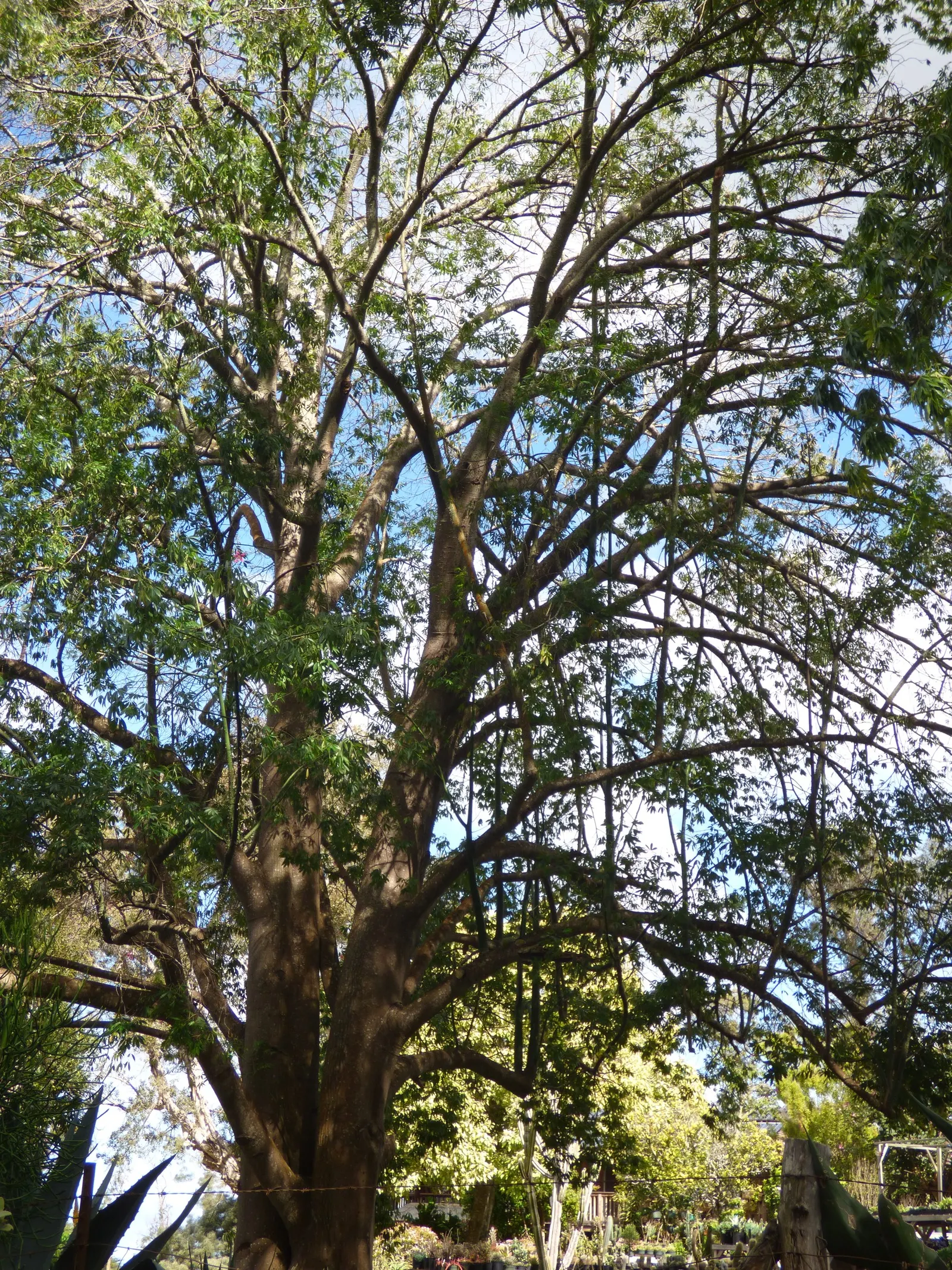 Silk Floss Tree (Ceiba Speciosa) — it demands full sun and well-drained soil; with potential heights reaching between 40 to 60 feet and spreading, image 73