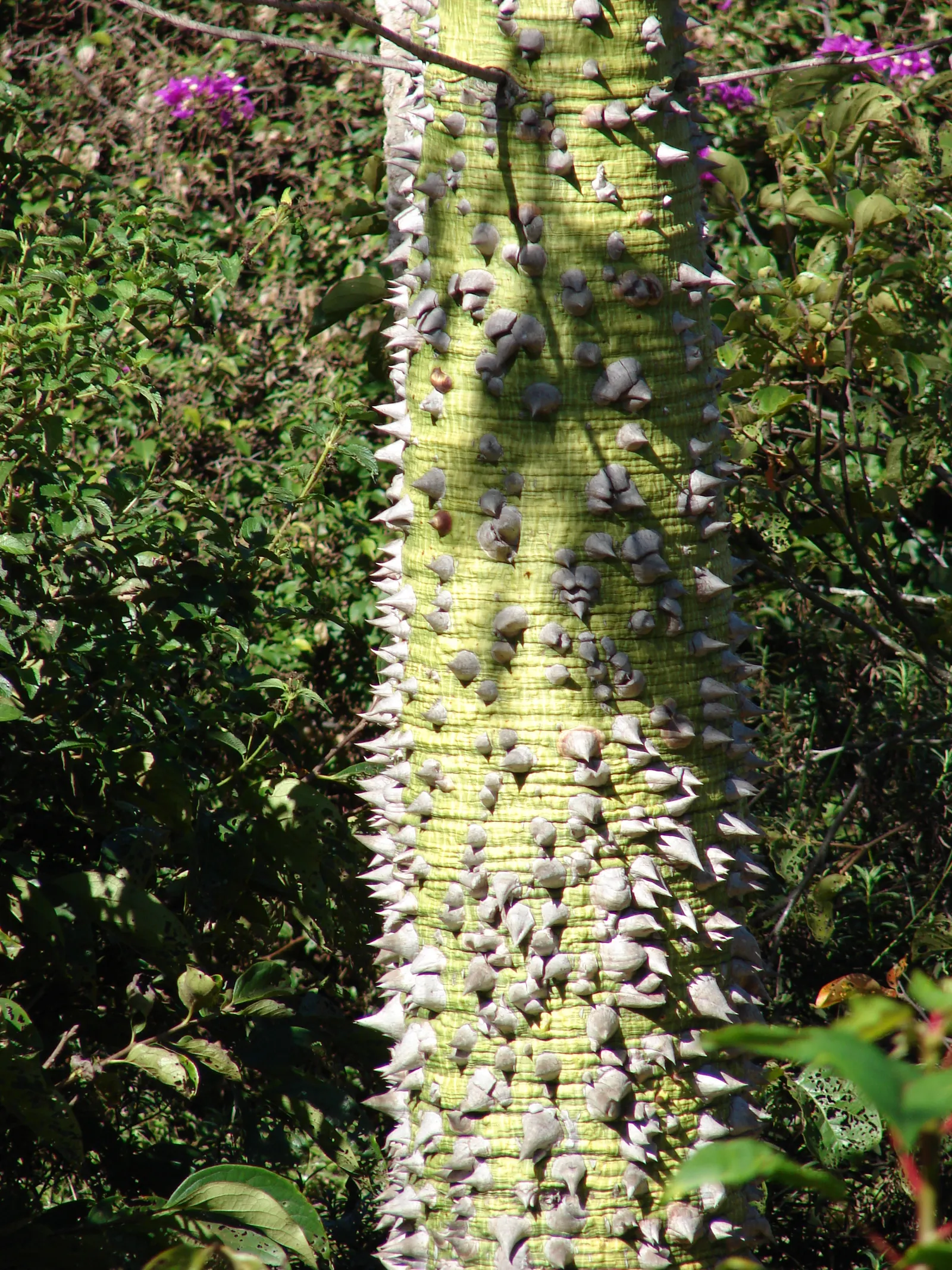 Silk Floss Tree (Ceiba Speciosa) — it demands full sun and well-drained soil; with potential heights reaching between 40 to 60 feet and spreading, image 139