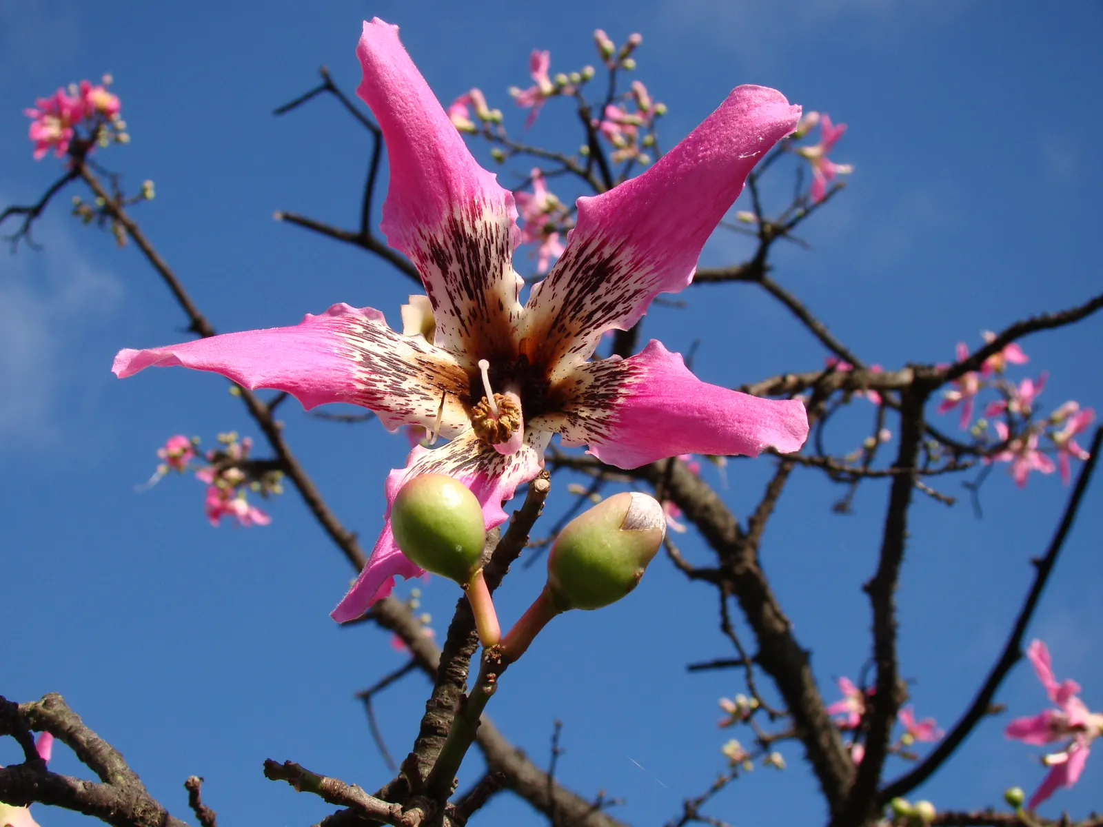 Silk Floss Tree (Ceiba Speciosa) — the Silk Floss Tree is adorned with large and showy pink or fuchsia blossoms, image 149