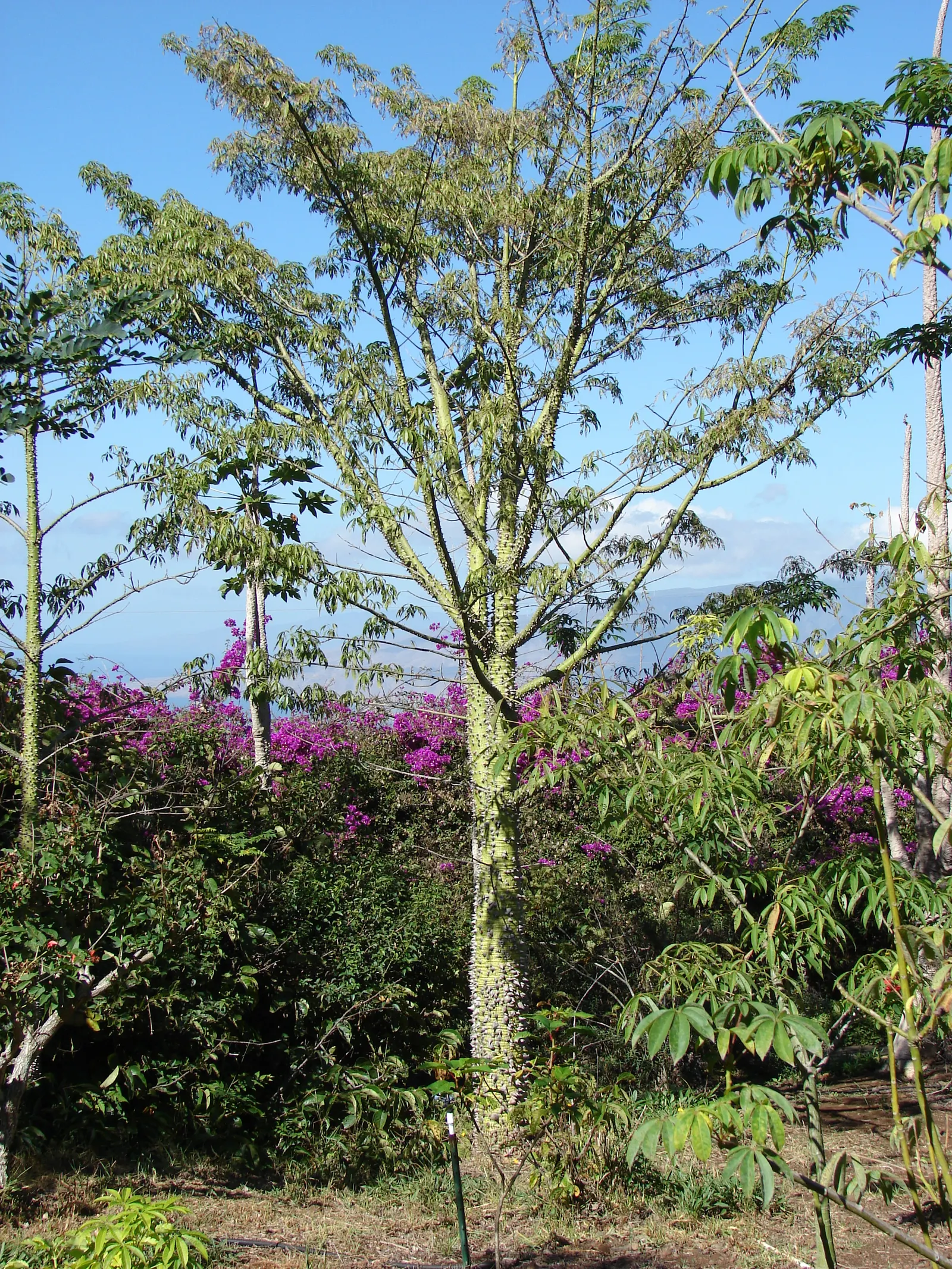 Silk Floss Tree (Ceiba Speciosa) — providing dramatic visual interest in warm climates; this tree is suited to USDA Hardiness Zones 9b through 11, image 141