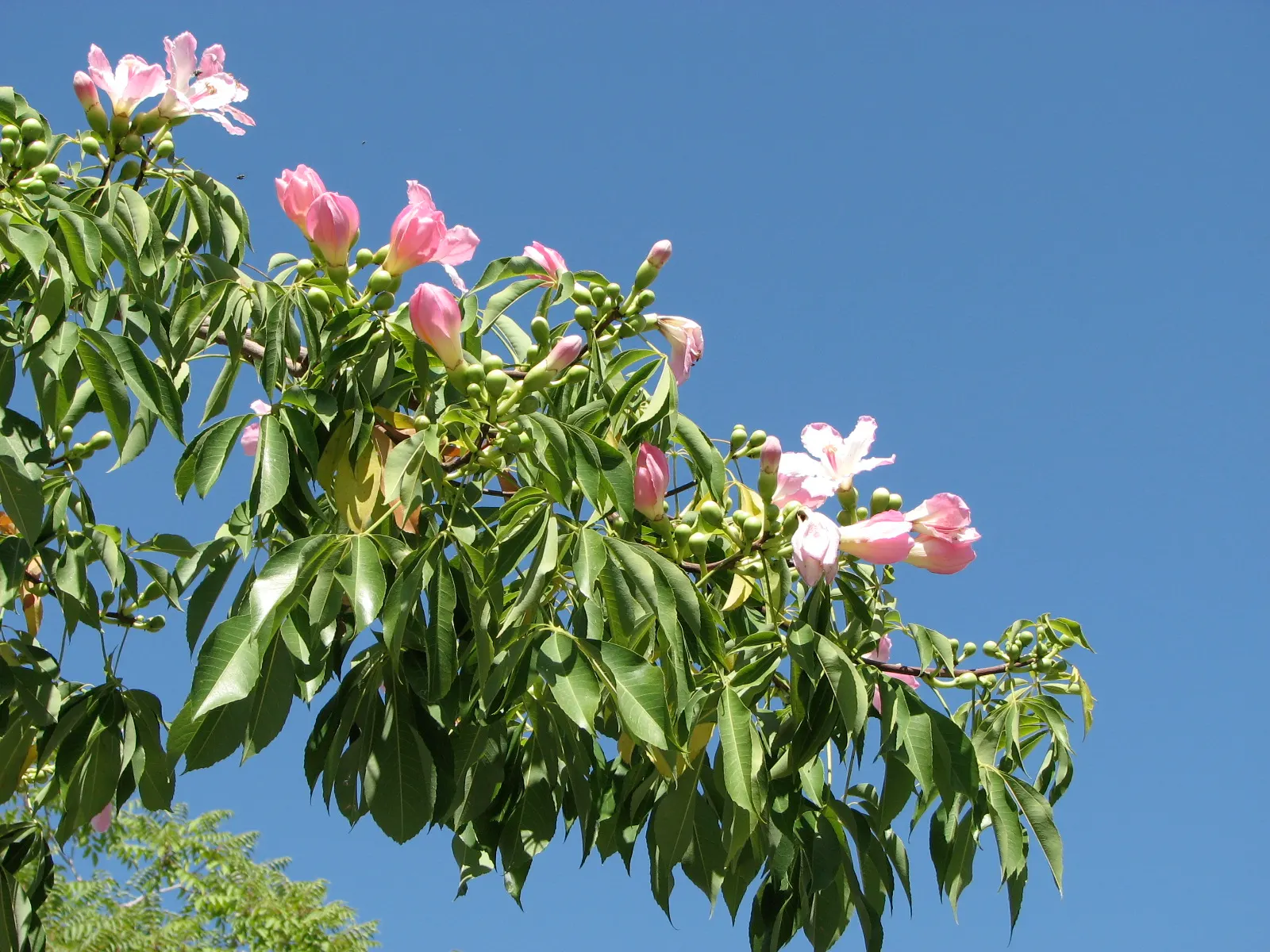 Silk Floss Tree (Ceiba Speciosa) — and is drought-tolerant once established; before the foliage emerges, image 140