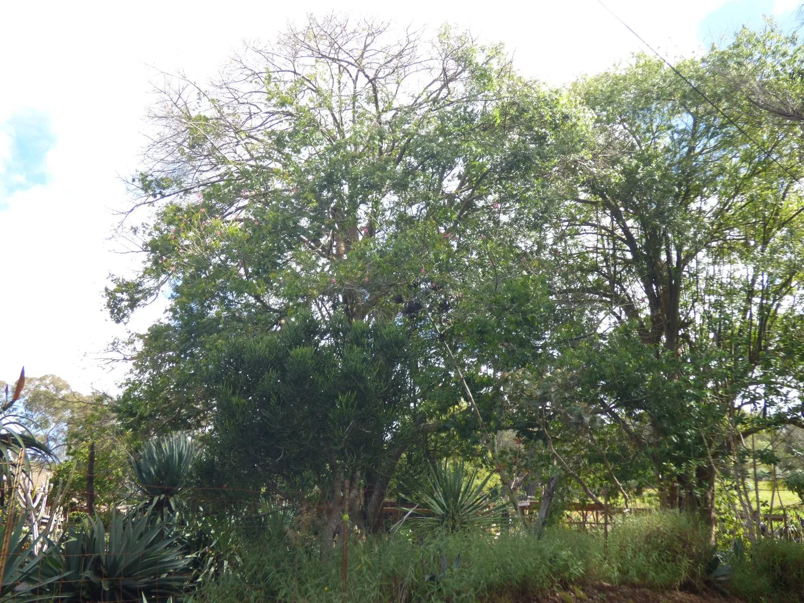 Silk Floss Tree (Ceiba Speciosa) — is a stunning deciduous or semi-evergreen tree; and is drought-tolerant once established, image 77