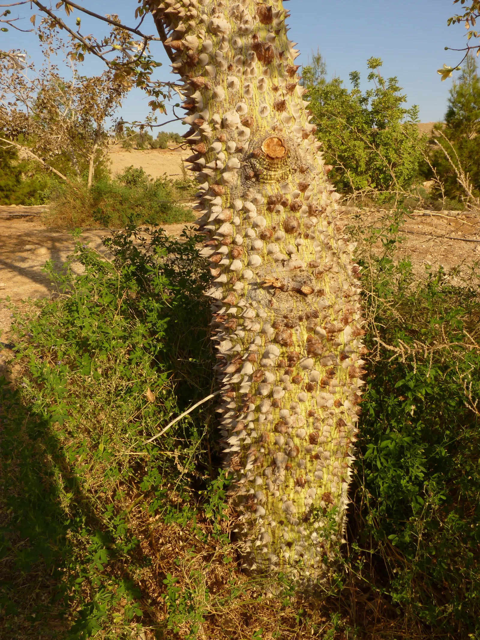 Silk Floss Tree (Ceiba Speciosa) — This tree is suited to USDA Hardiness Zones 9b through 11 and is drought-resistant once established; the blooming flowers