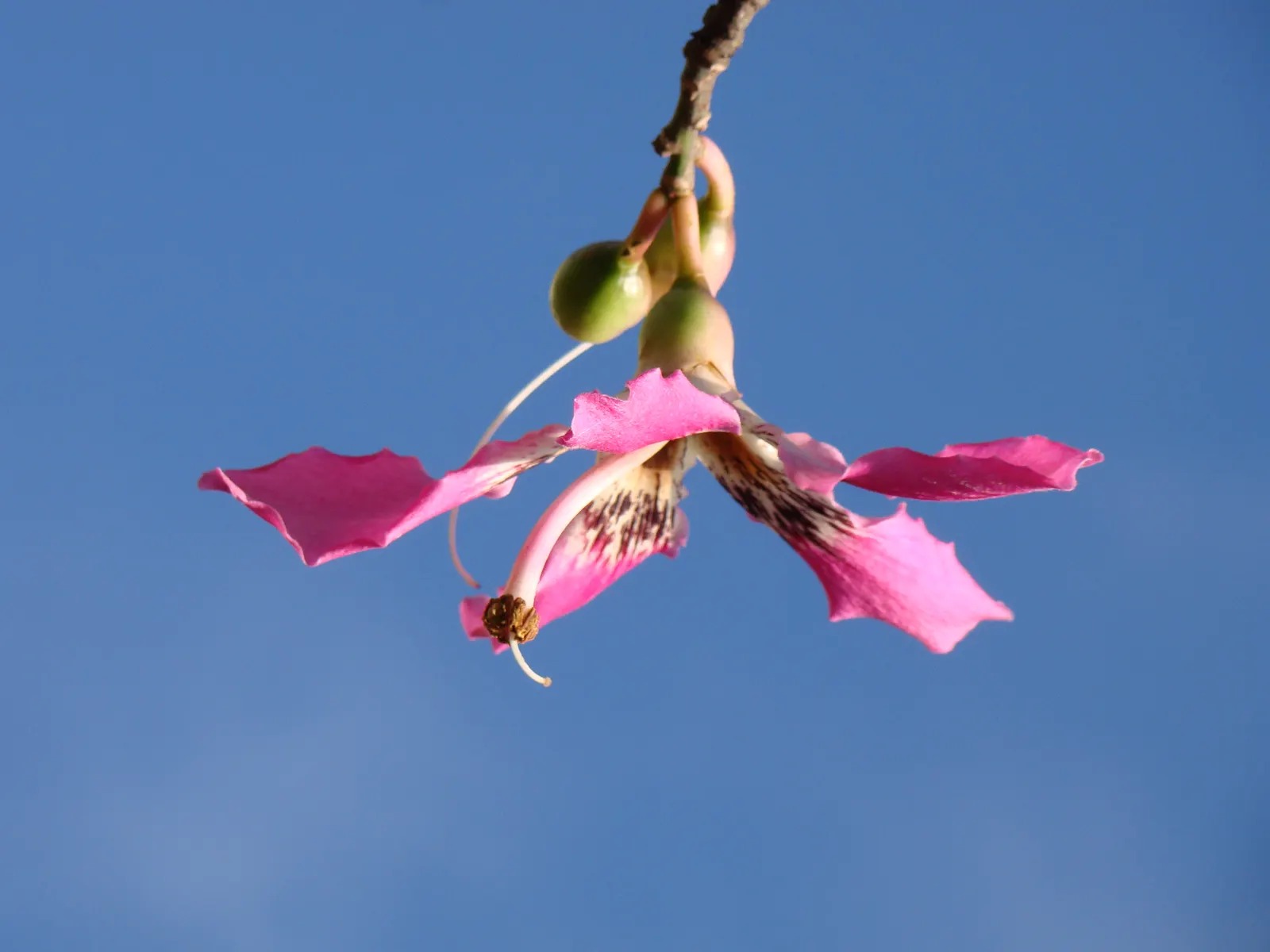 Silk Floss Tree (Ceiba Speciosa) — before the foliage emerges; notable for its bottle-shaped trunk covered in thick, image 152