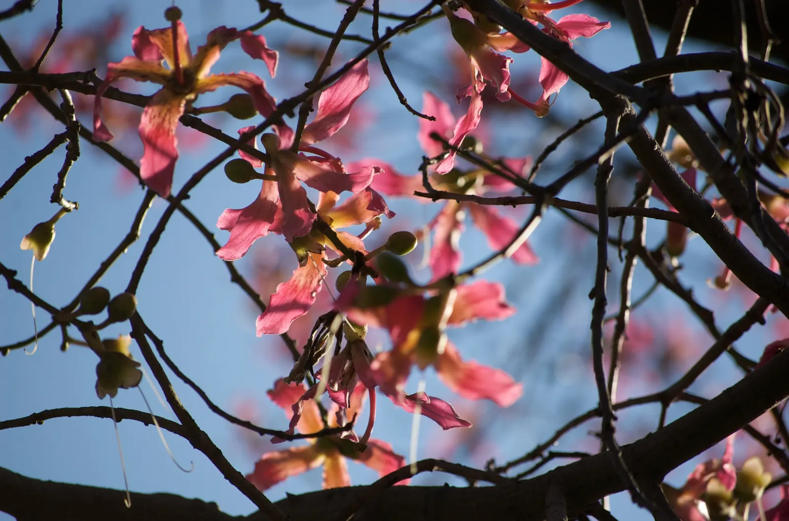 Silk Floss Tree (Ceiba Speciosa) — offering a brilliant display when few other trees are blooming; these fibers can create litter when the pods
